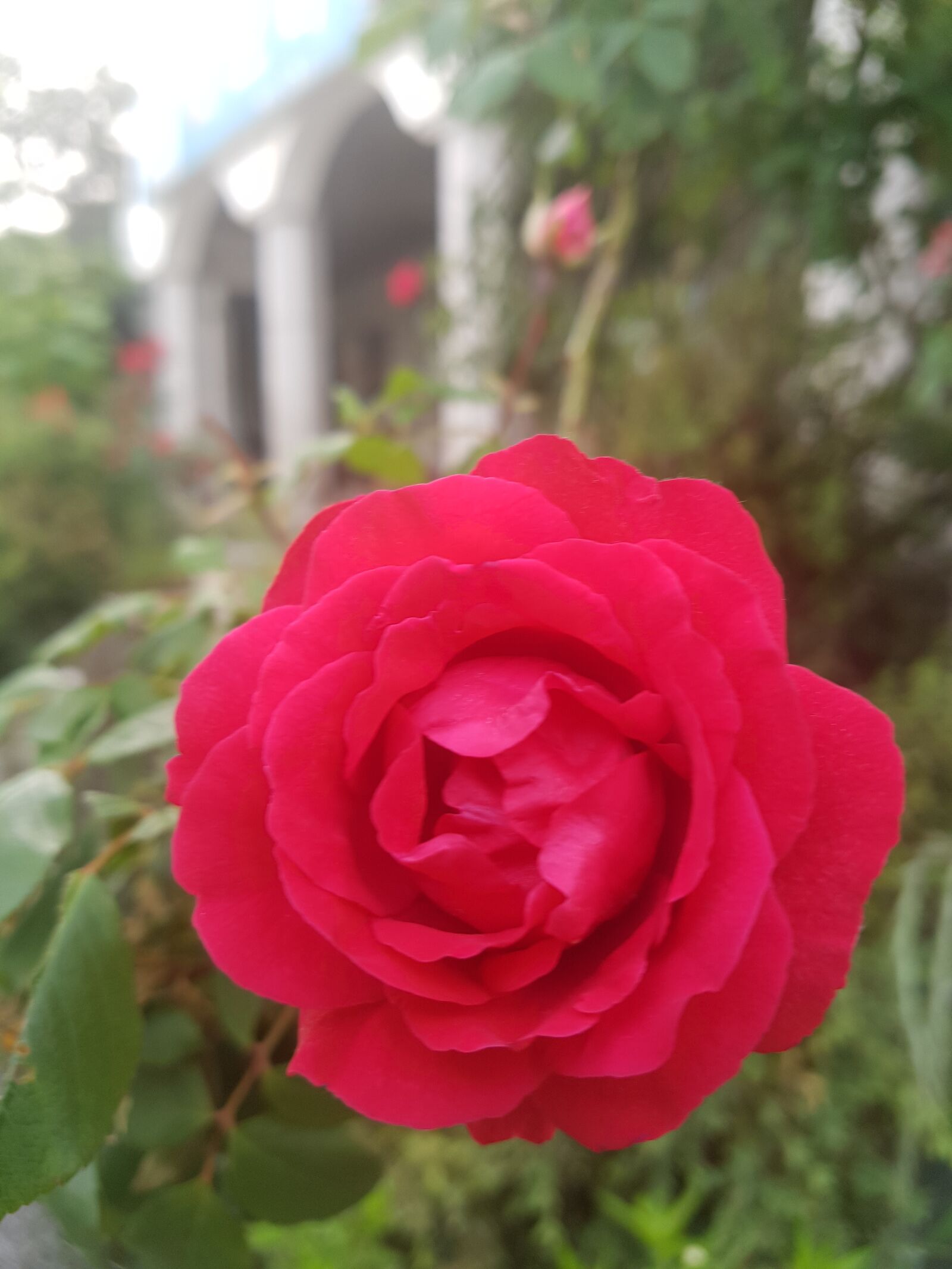 Samsung Galaxy S7 sample photo. Rose, red rose, rose photography