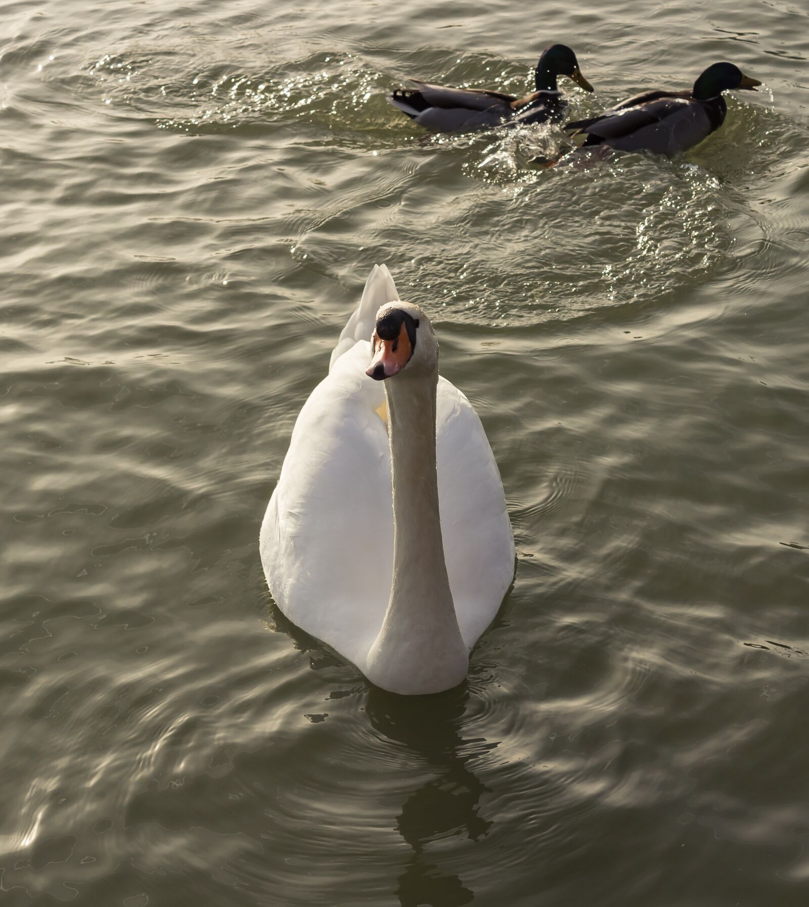 Canon EOS 1300D (EOS Rebel T6 / EOS Kiss X80) sample photo. Swan, cam, white photography