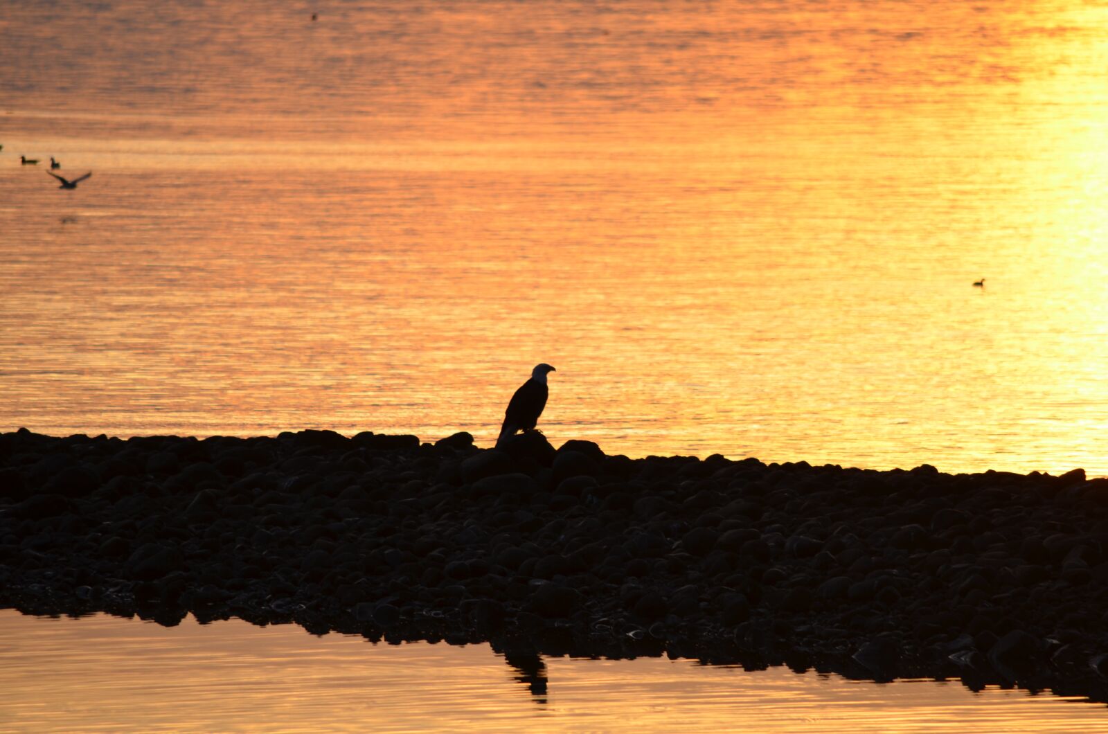 Nikon D5100 sample photo. Eagle, silhouette, bald eagle photography