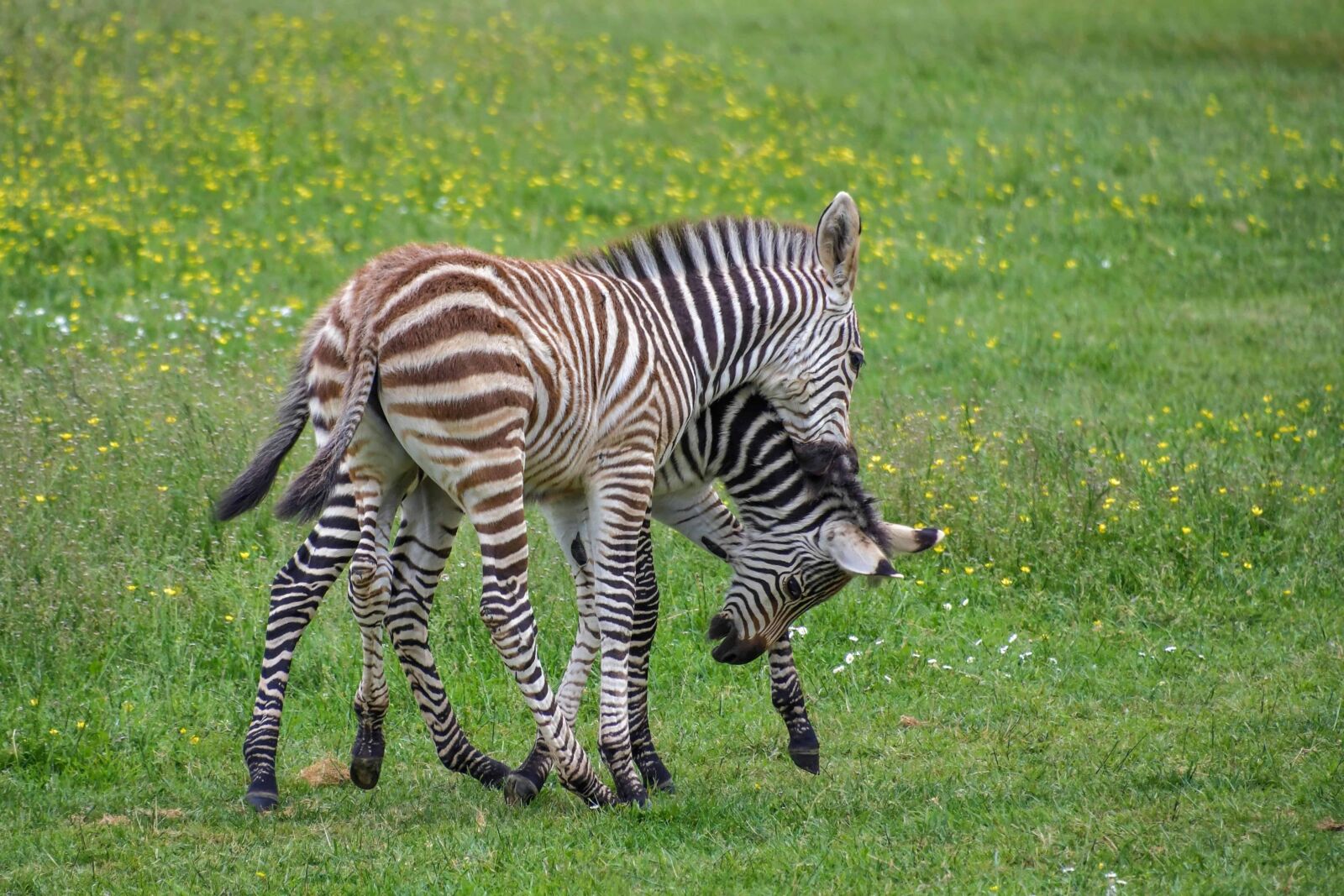 Nikon D500 sample photo. Africa, safari, grass, zebra photography