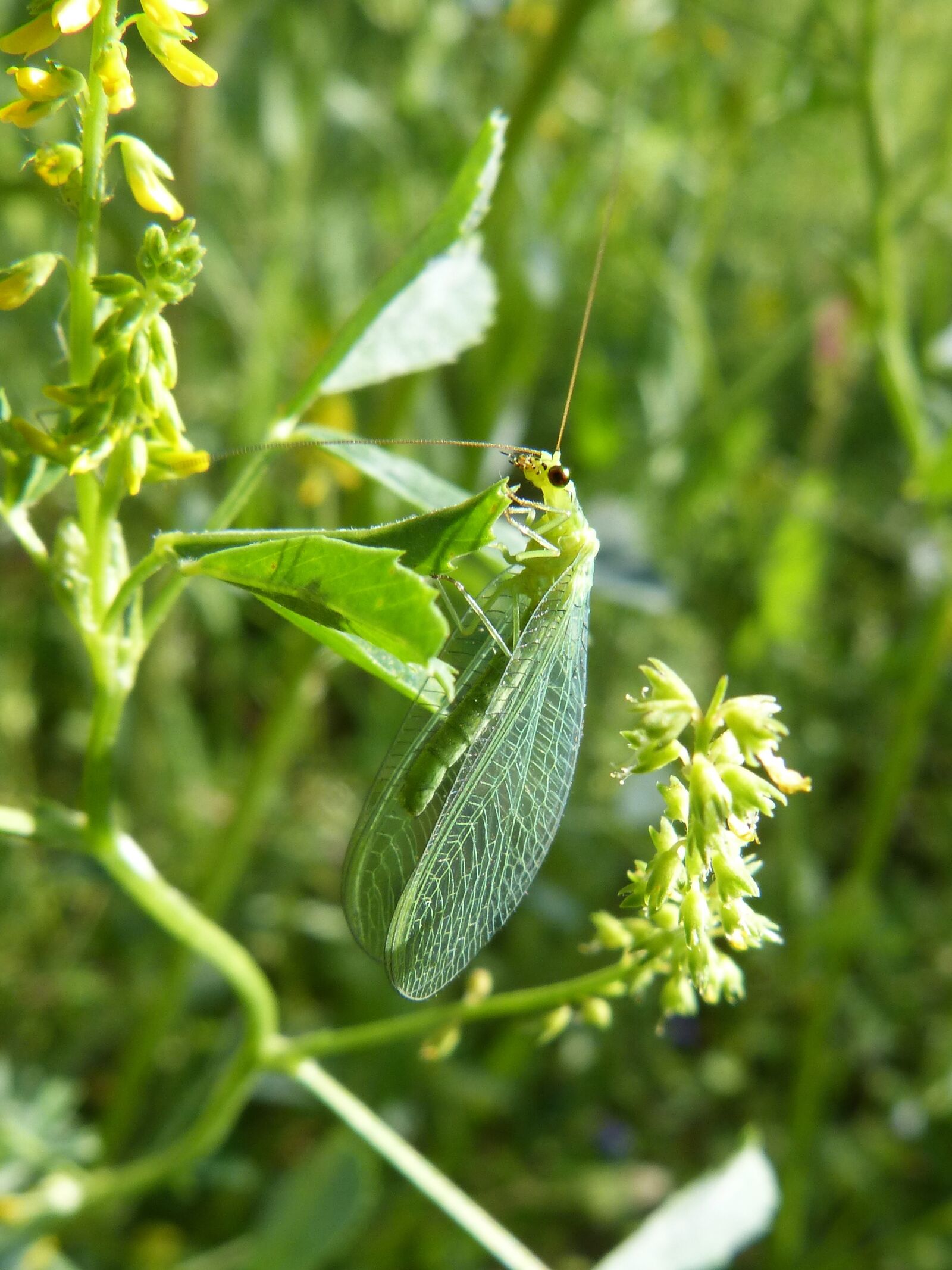 Panasonic DMC-FZ62 sample photo. Insect, green bug, wings photography