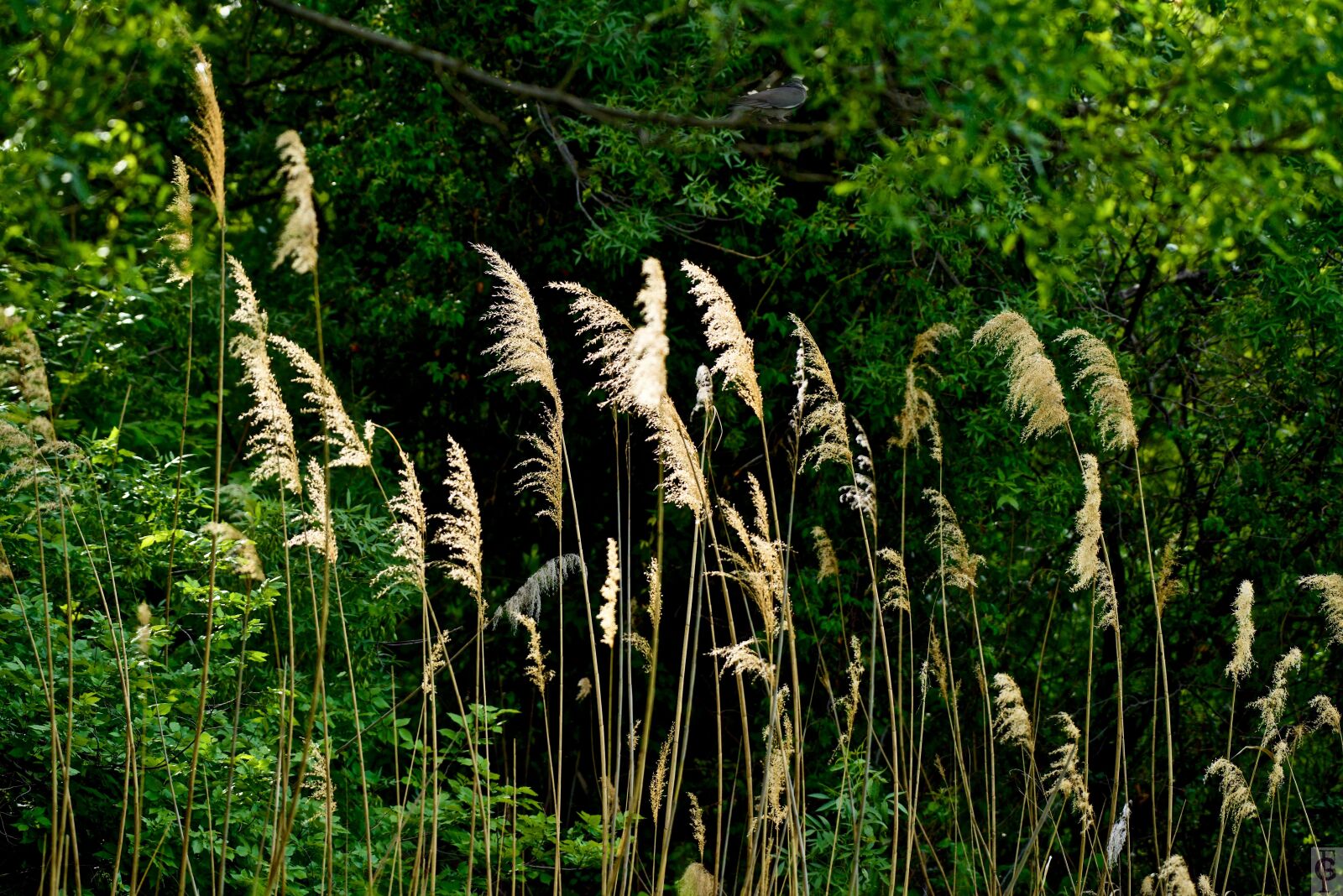 Nikon D810 sample photo. Nature, plant, summer photography