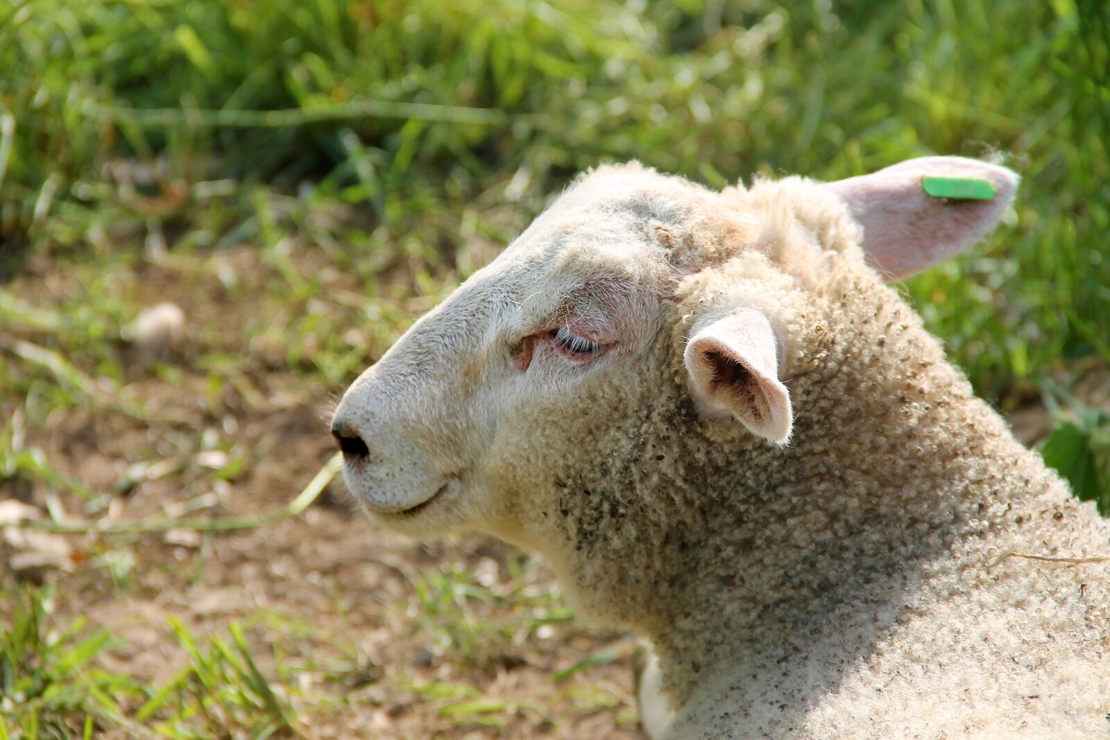 Canon EOS 1100D (EOS Rebel T3 / EOS Kiss X50) sample photo. Lamb, sheep, schäfchen photography