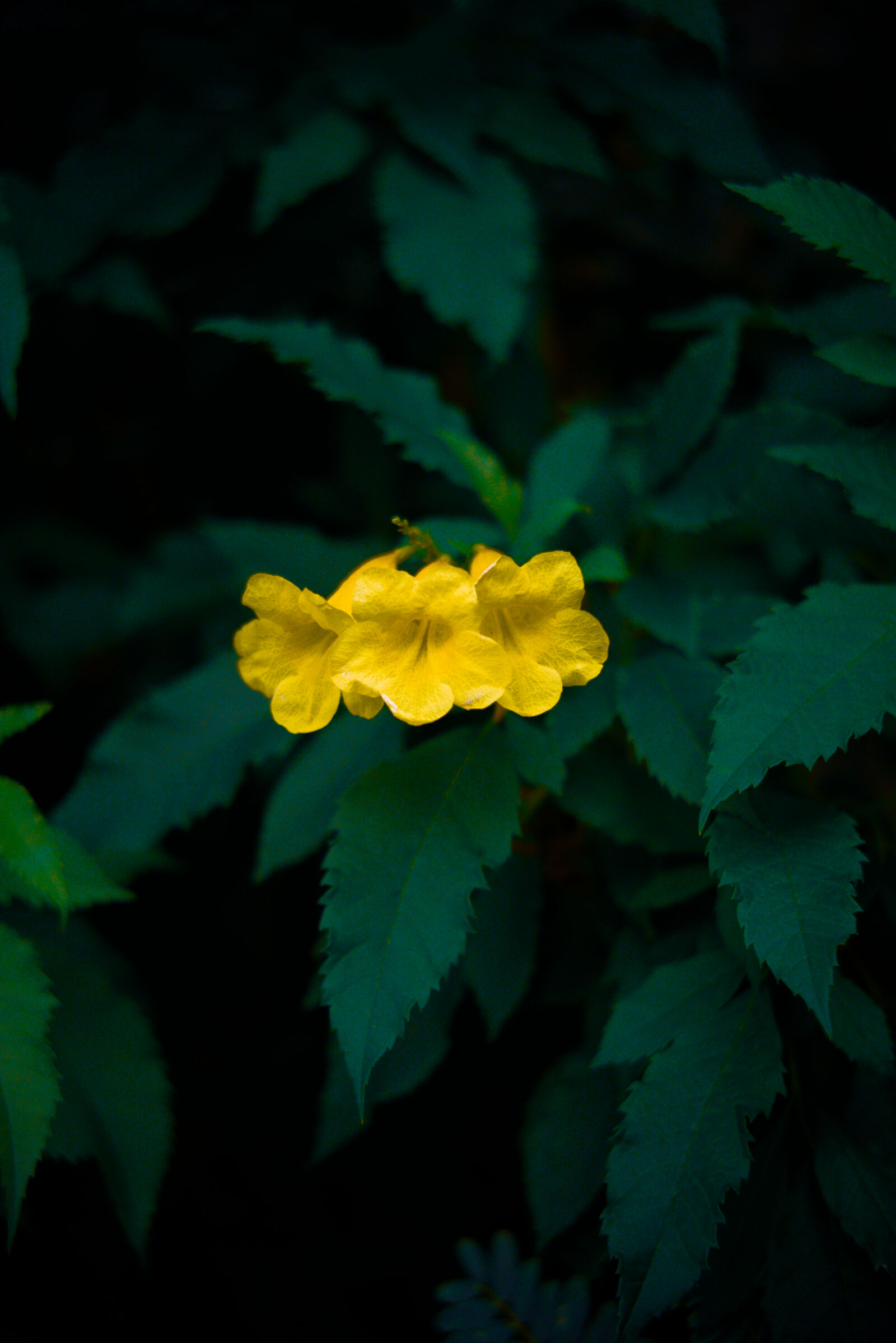 Fujifilm X-A10 sample photo