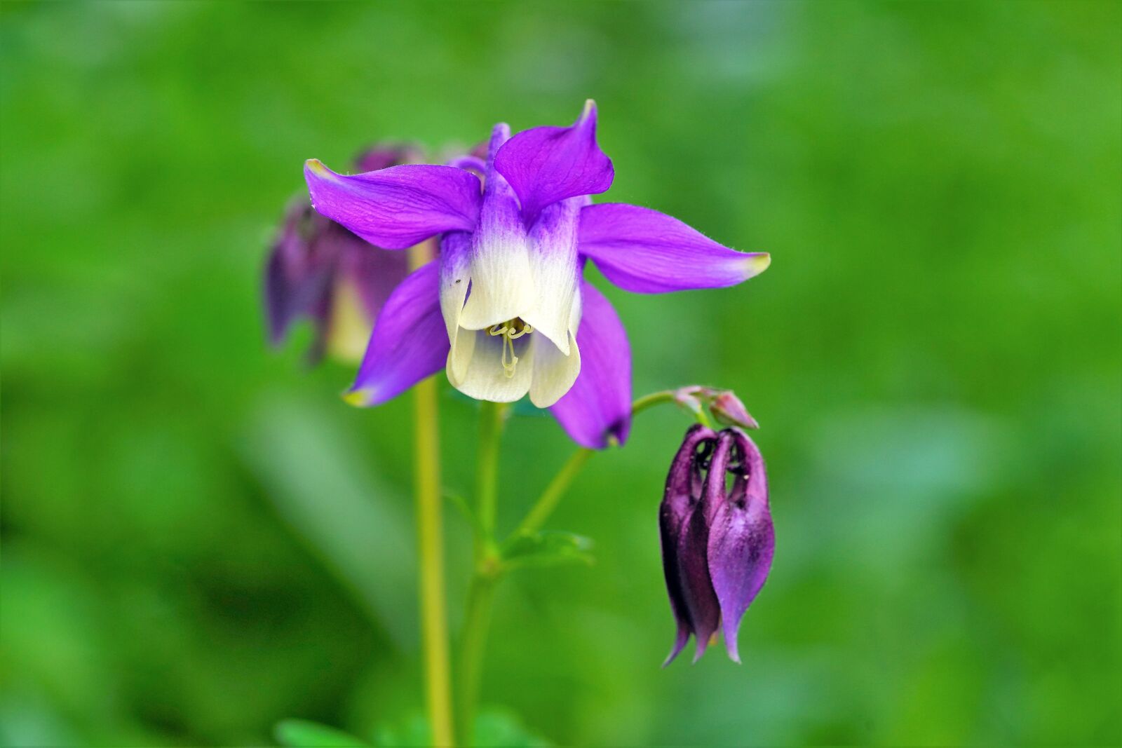 Sony a7R III + Sony FE 90mm F2.8 Macro G OSS sample photo. Flower, nature, summer photography