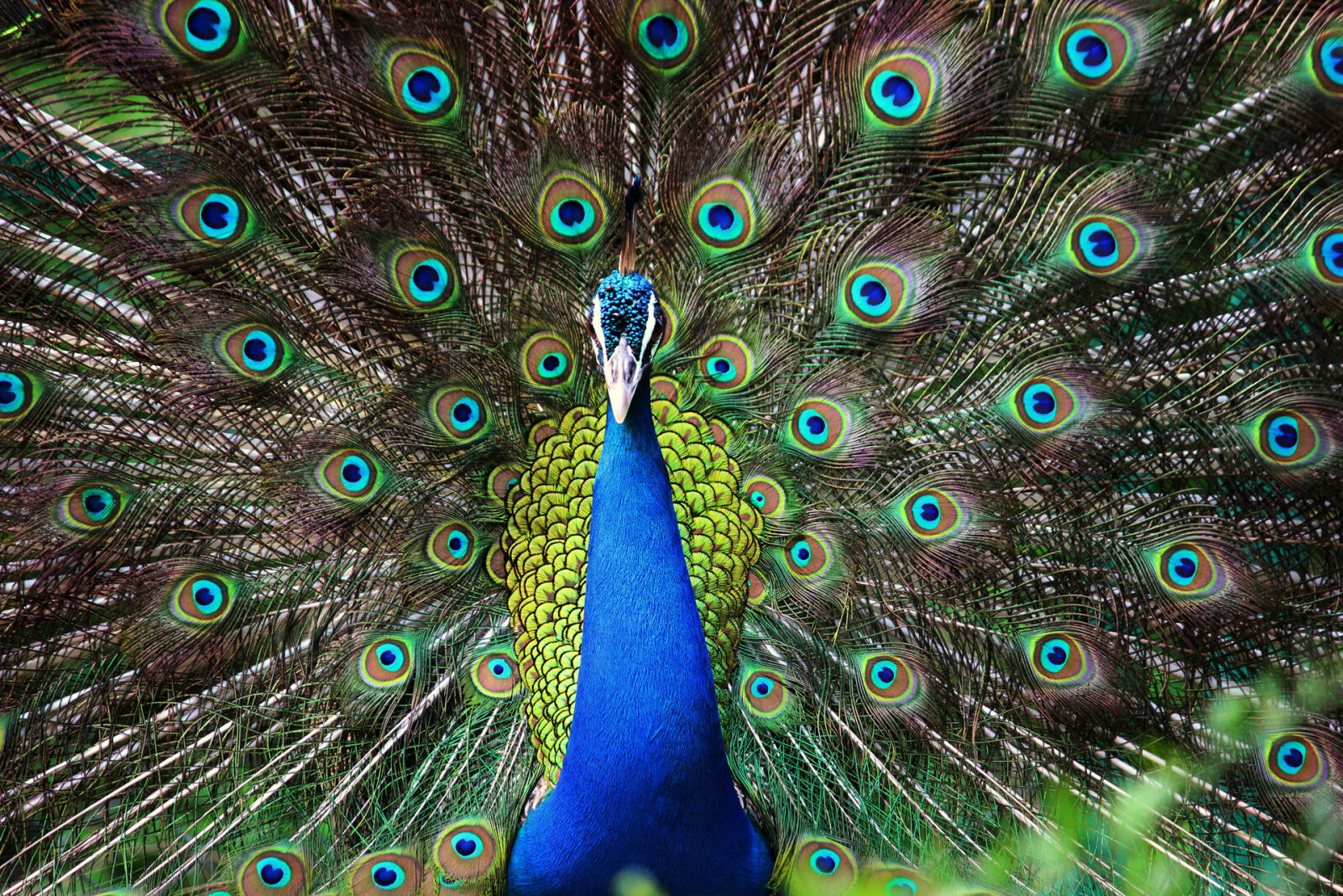Canon EOS 600D (Rebel EOS T3i / EOS Kiss X5) sample photo. Dance, peacock, feathers, peafowl photography