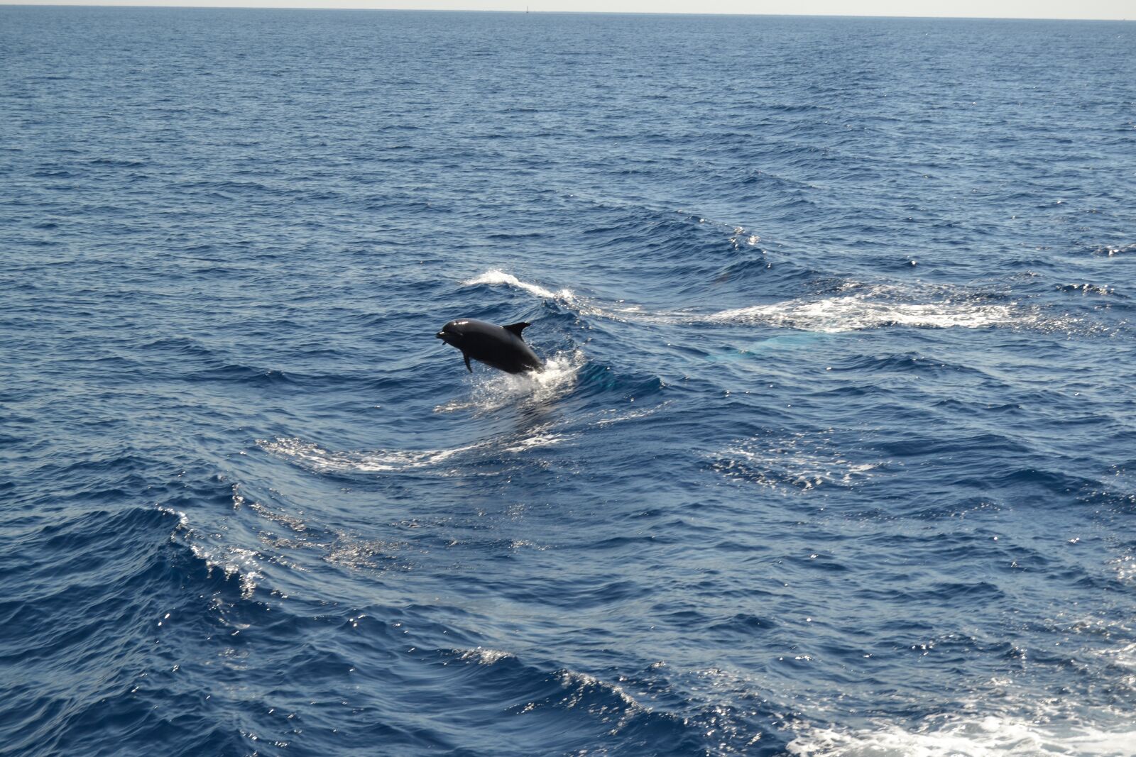 Nikon D3100 sample photo. Fish, dolphin, sea photography