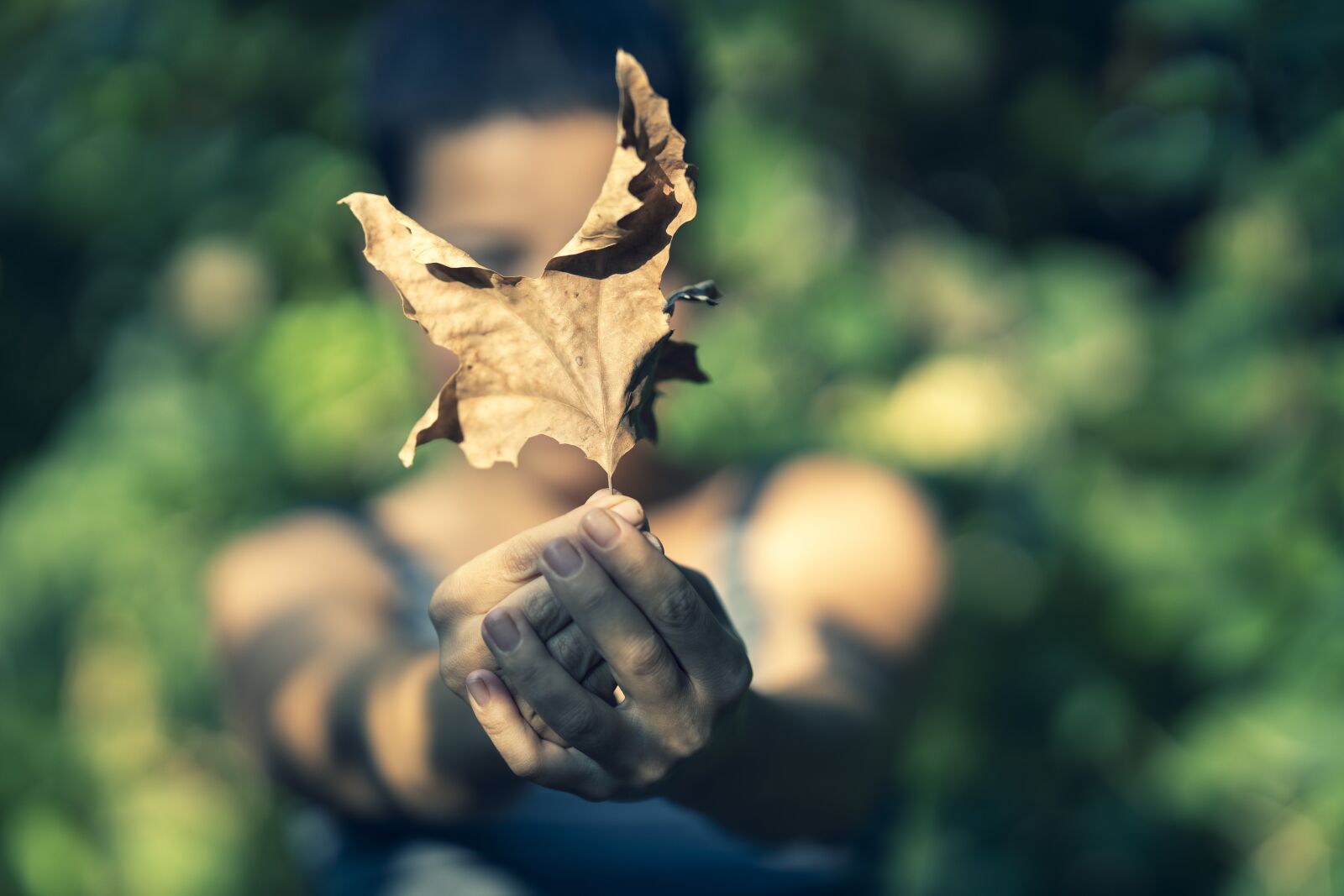 Canon RF 85mm F1.2L USM sample photo. Leaves, autumn, young photography