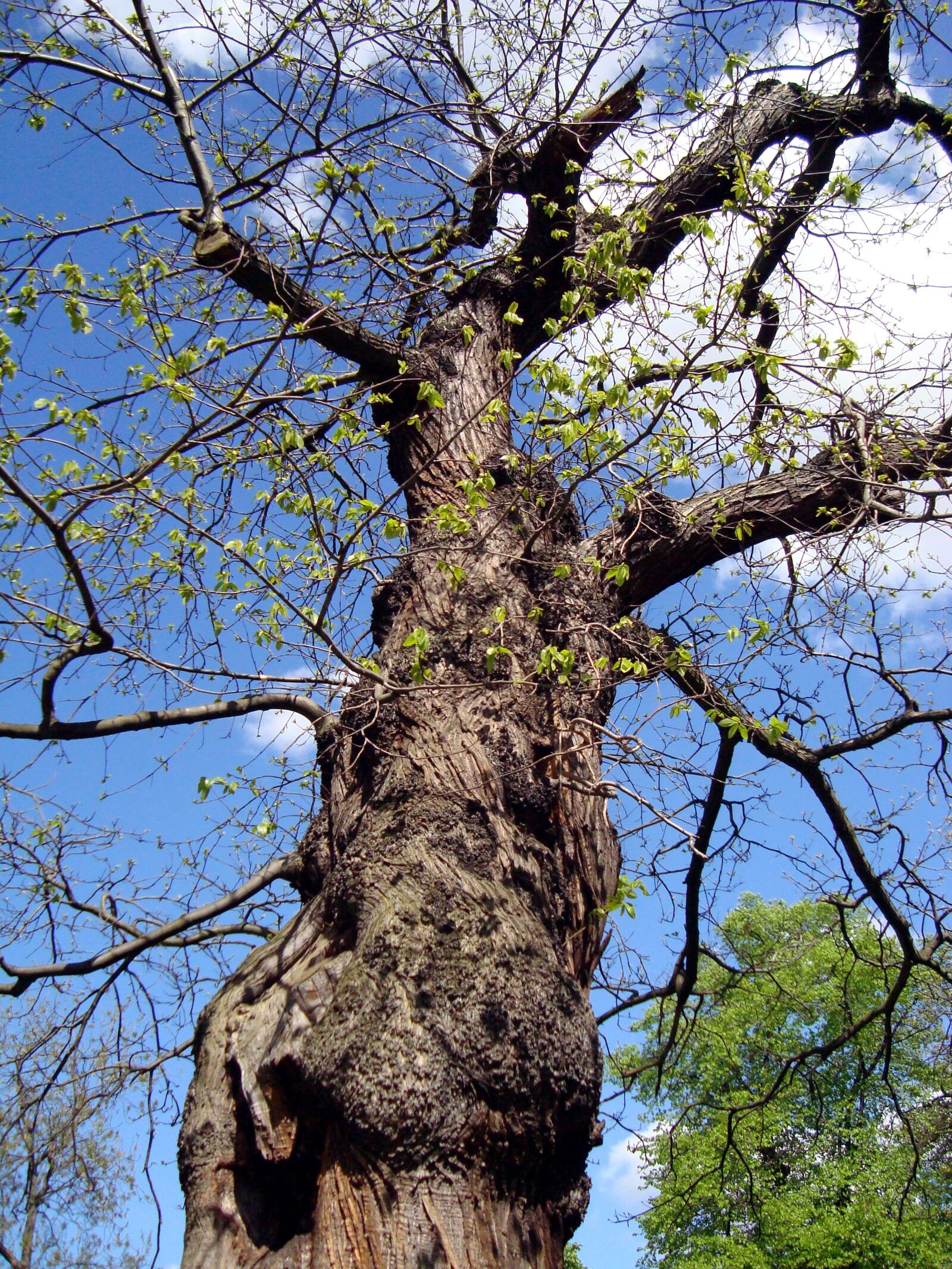 Sony Cyber-shot DSC-W110 sample photo. Oak tree, tree, summer photography