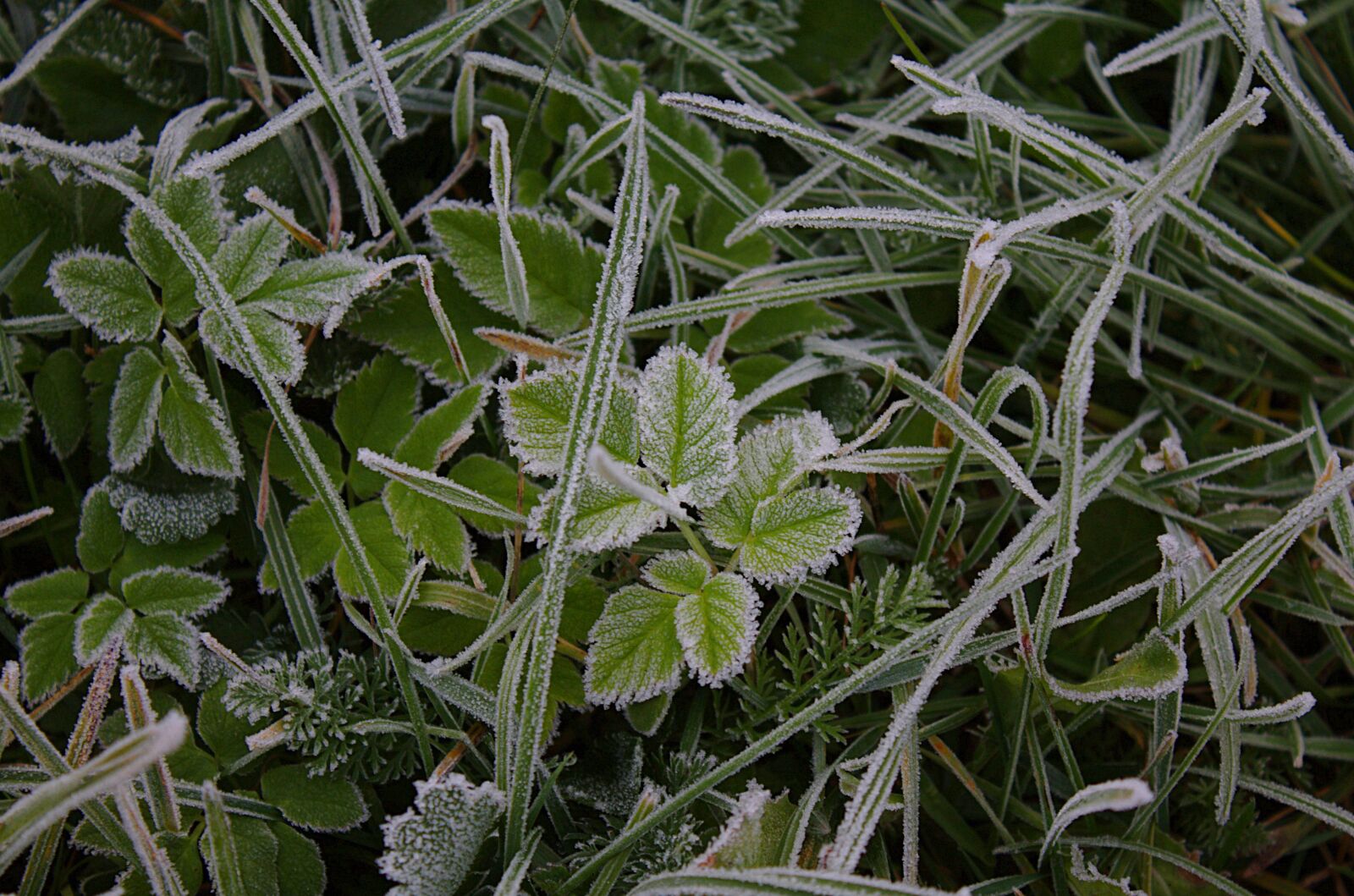 Canon EOS 1100D (EOS Rebel T3 / EOS Kiss X50) sample photo. Grass, forest, frost photography