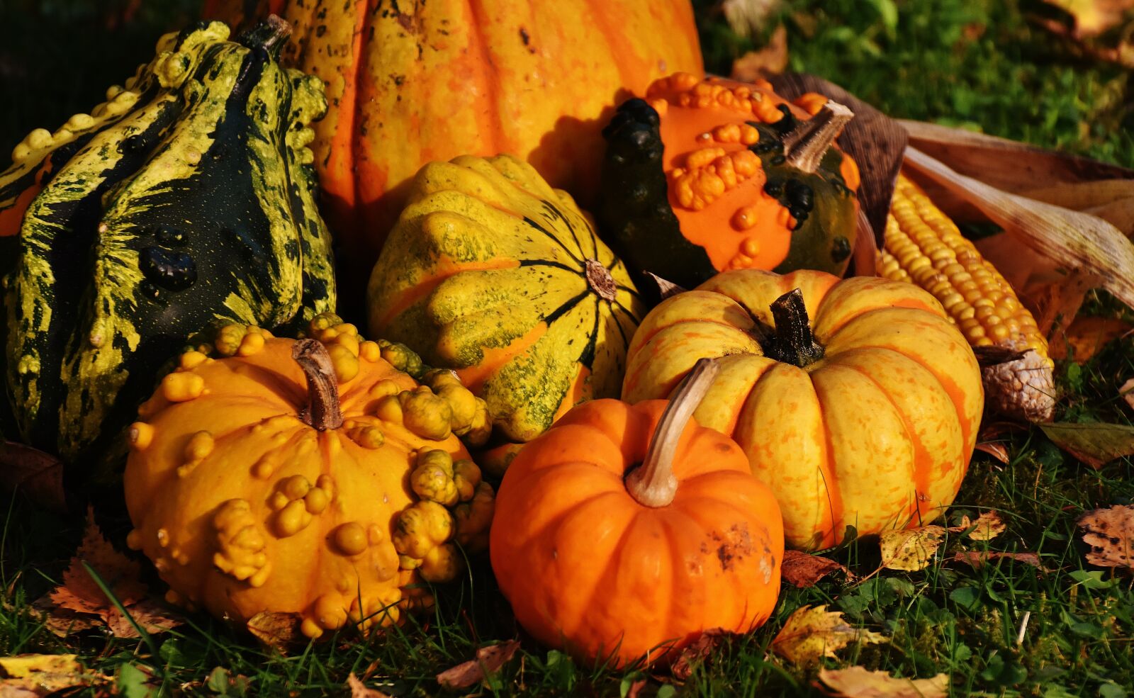 Nikon D7200 sample photo. Pumpkins, decorative squashes, nature photography