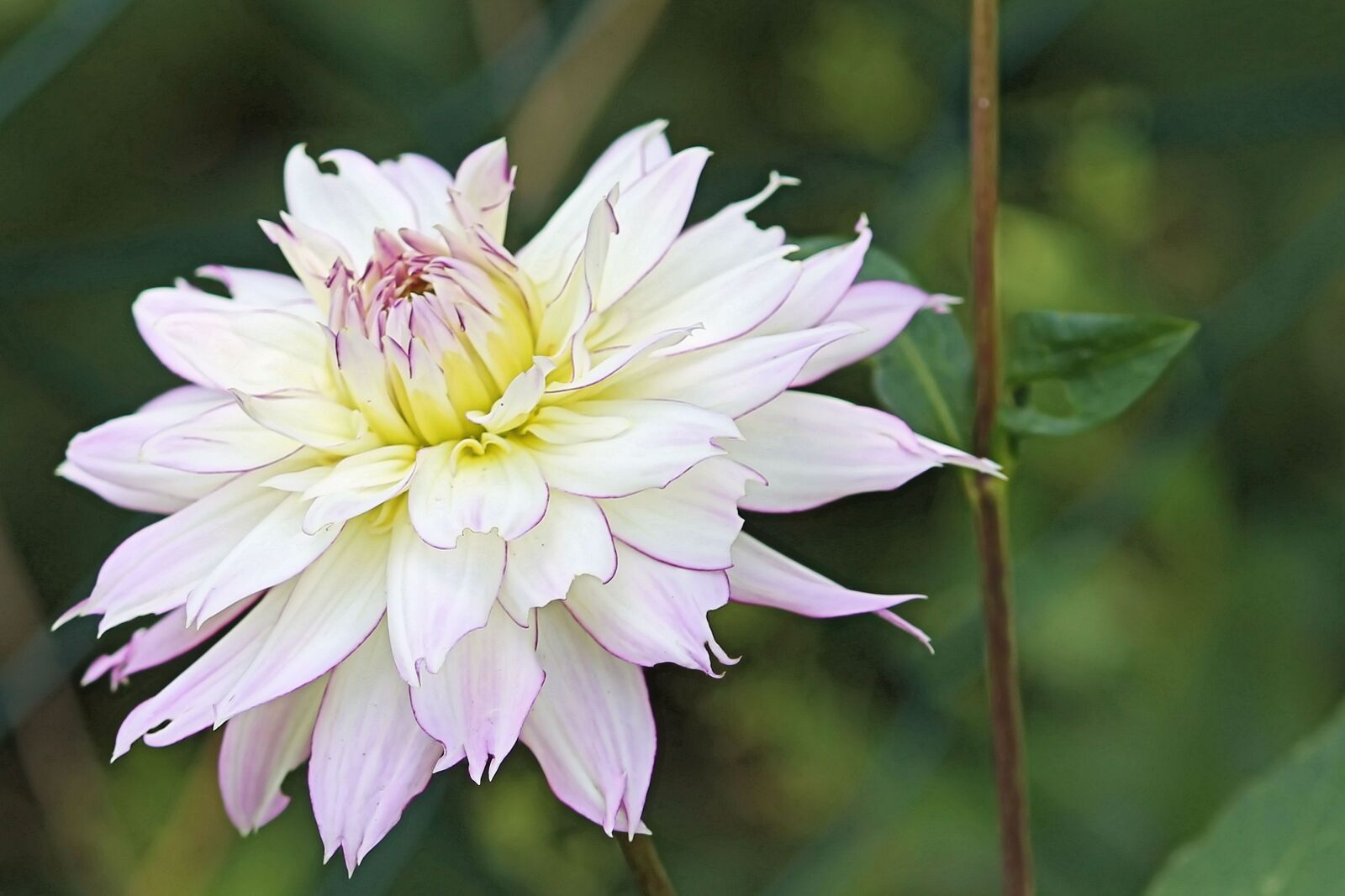 Canon EF-S 55-250mm F4-5.6 IS II sample photo. Dahlia, blossom, bloom photography