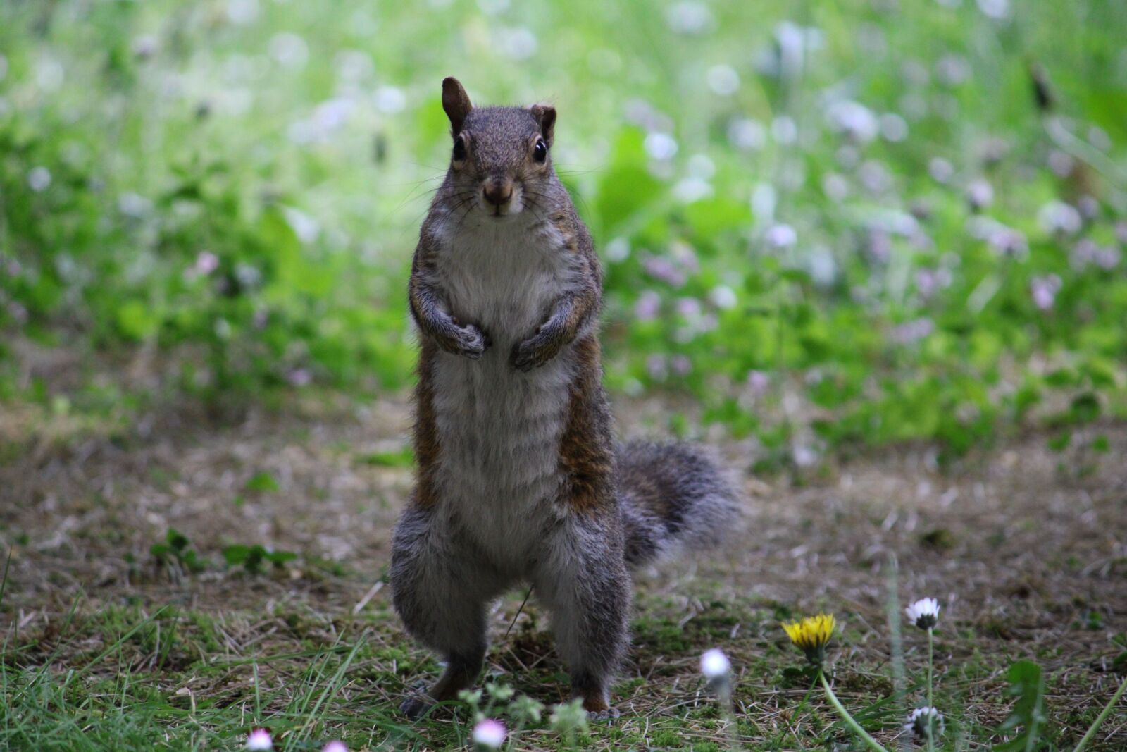 Canon EF-S 55-250mm F4-5.6 IS sample photo. Nature, squirrel, animal photography