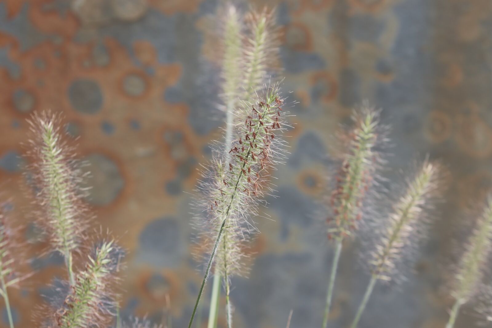 Canon EOS 200D (EOS Rebel SL2 / EOS Kiss X9) sample photo. Grasses, blades of grass photography