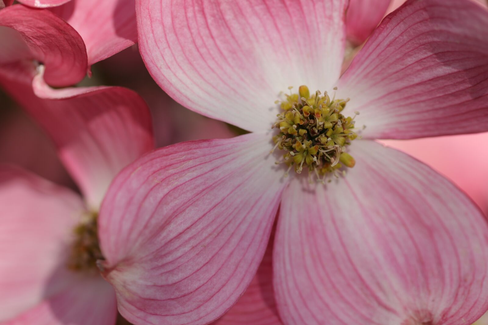 Canon EF 100mm F2.8L Macro IS USM sample photo. Flower, flowers, pink photography