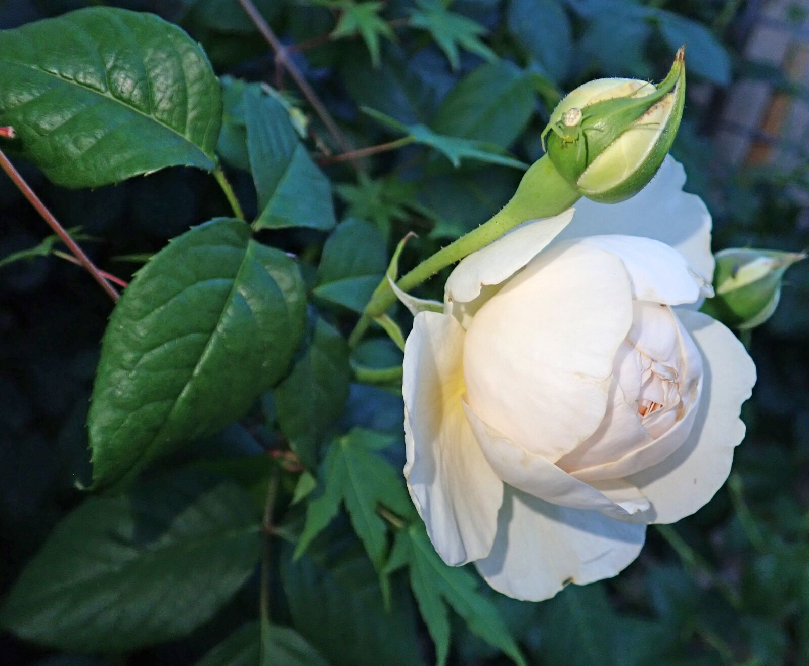 Olympus TG-5 sample photo. Rose, flower, perfume photography