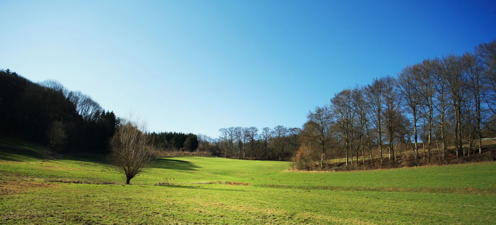 Canon EOS-1Ds Mark III sample photo. Landscape, forest, glade photography