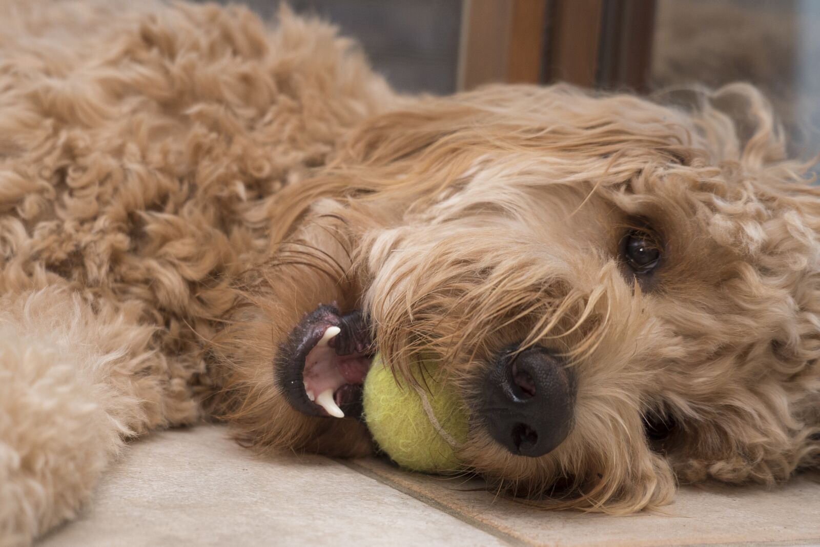 Sony a7S II + Sony FE 24-240mm F3.5-6.3 OSS sample photo. Doodle and ball, ball photography