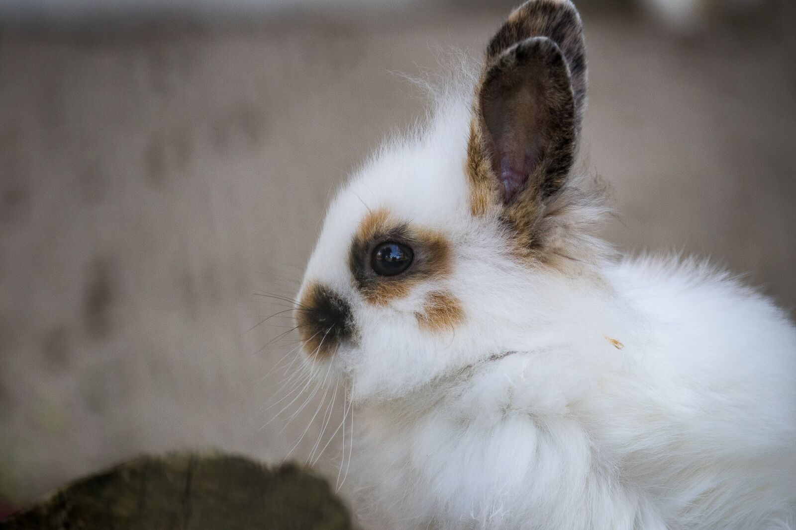 Canon EF-S 55-250mm F4-5.6 IS STM sample photo. Rabbit, hare, animal photography