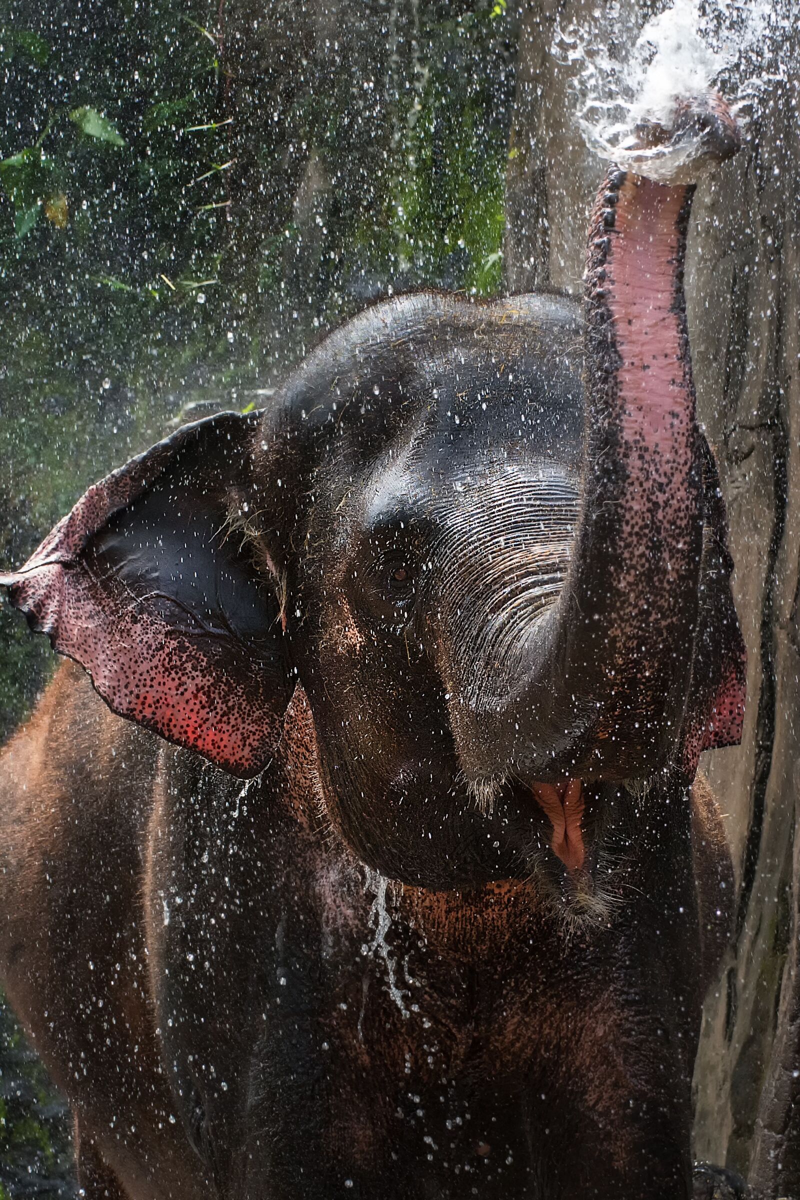 Nikon D750 sample photo. Elephant, white, background photography