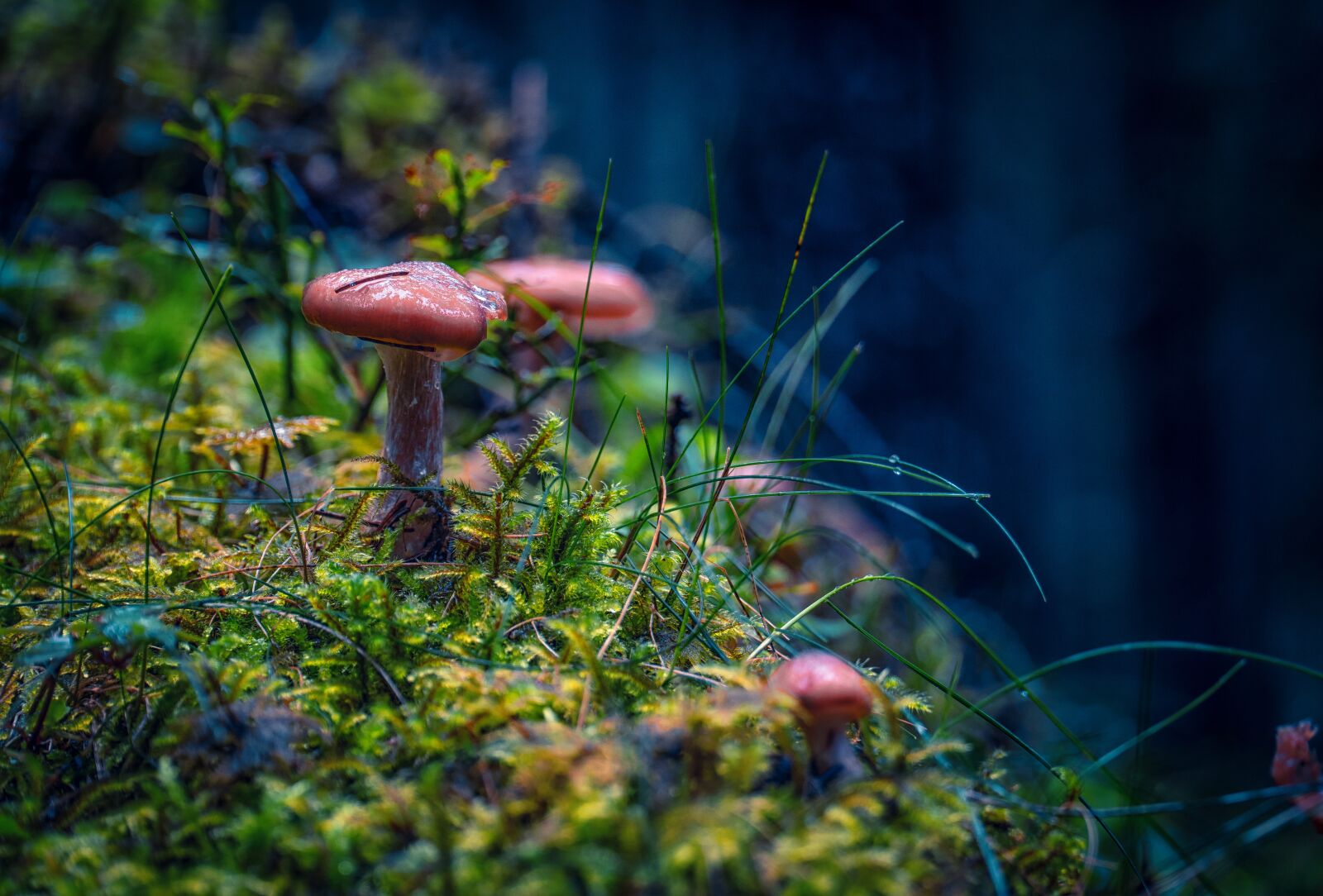 Sony E PZ 18-105mm F4 G OSS sample photo. Mushrooms, moss, forest photography