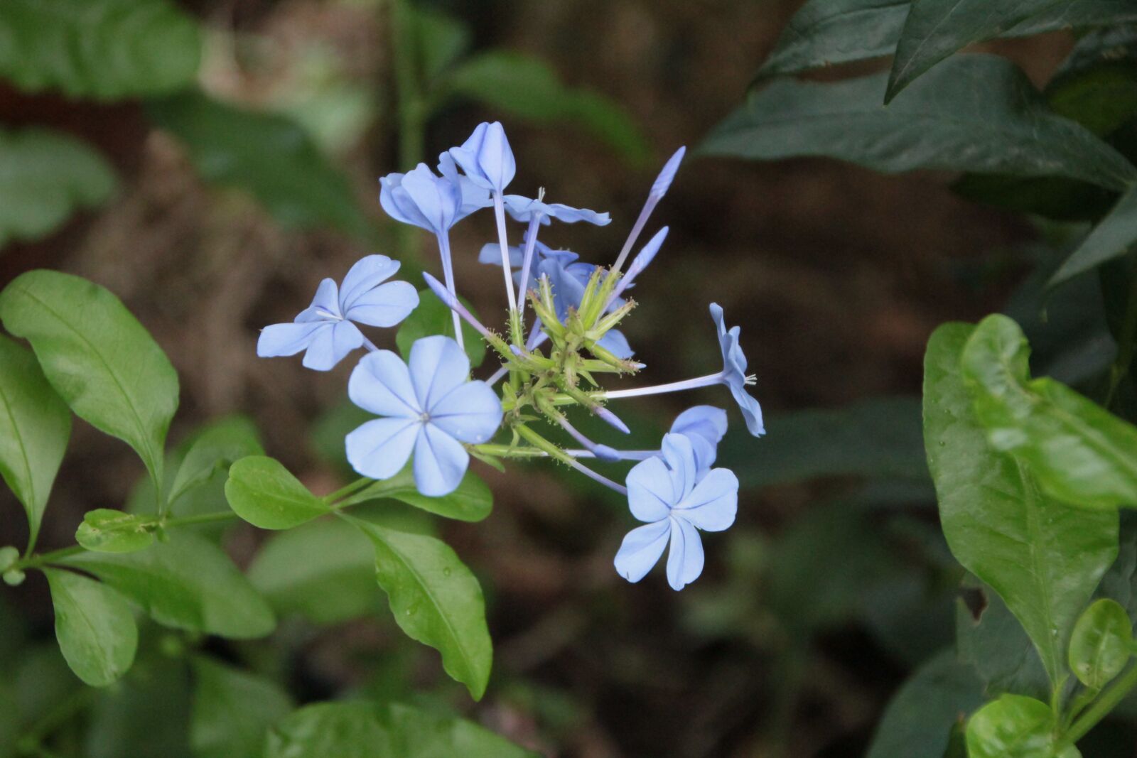 Canon EOS 600D (Rebel EOS T3i / EOS Kiss X5) sample photo. Blue flowers, flowers, petals photography