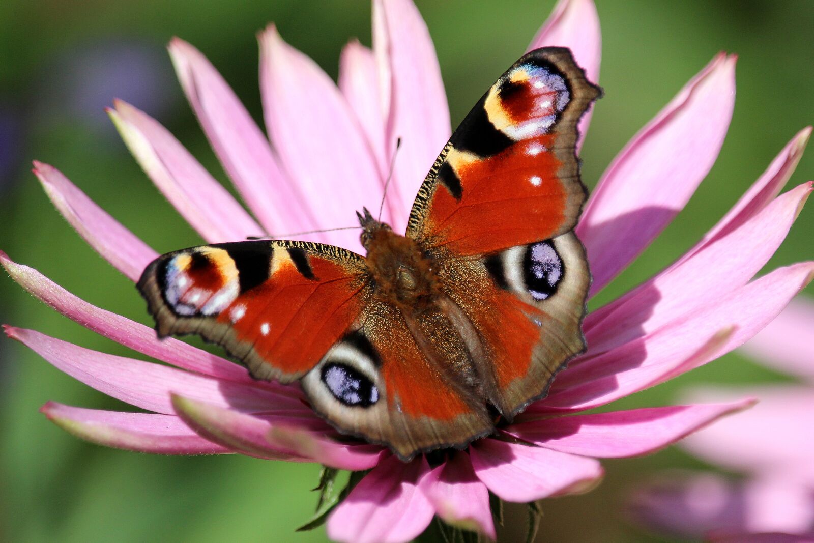 Canon EOS 700D (EOS Rebel T5i / EOS Kiss X7i) + Canon EF-S 55-250mm F4-5.6 IS STM sample photo. Peacock butterfly, butterfly, pink photography