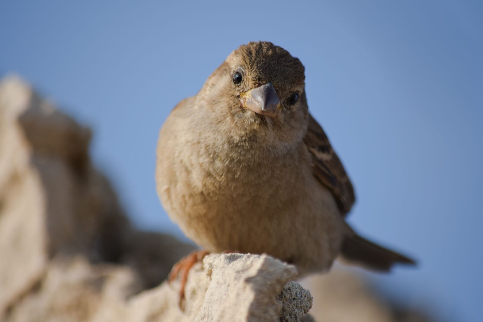 Nikon D3300 sample photo. Sparrow, nature, wildlife photography