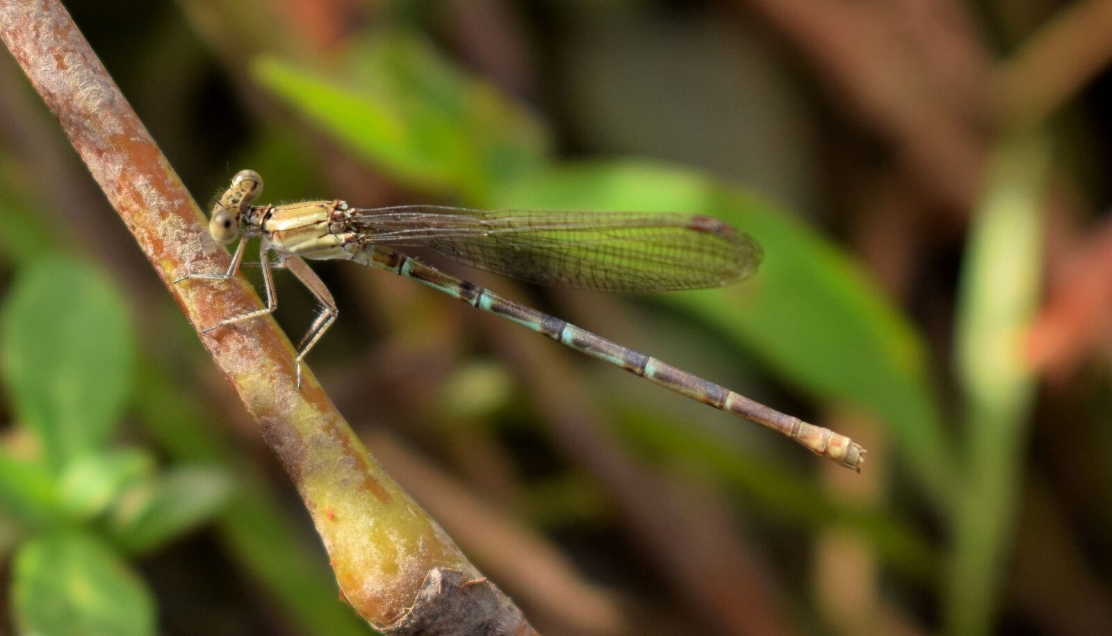 Nikon D5300 sample photo. Damselfly, insect, insectoid photography