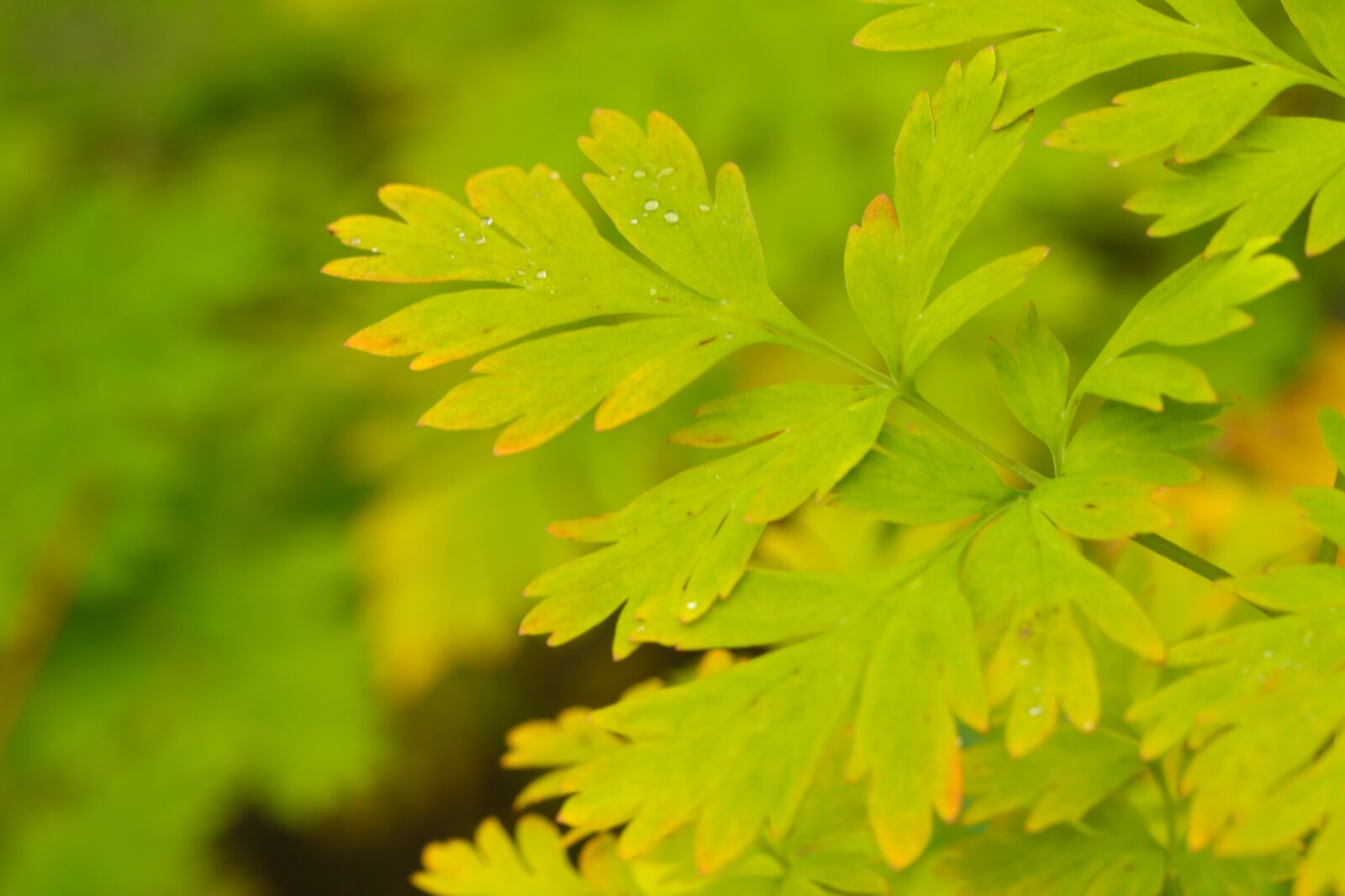 Canon EOS 7D Mark II sample photo. Green, leaf, yellow photography