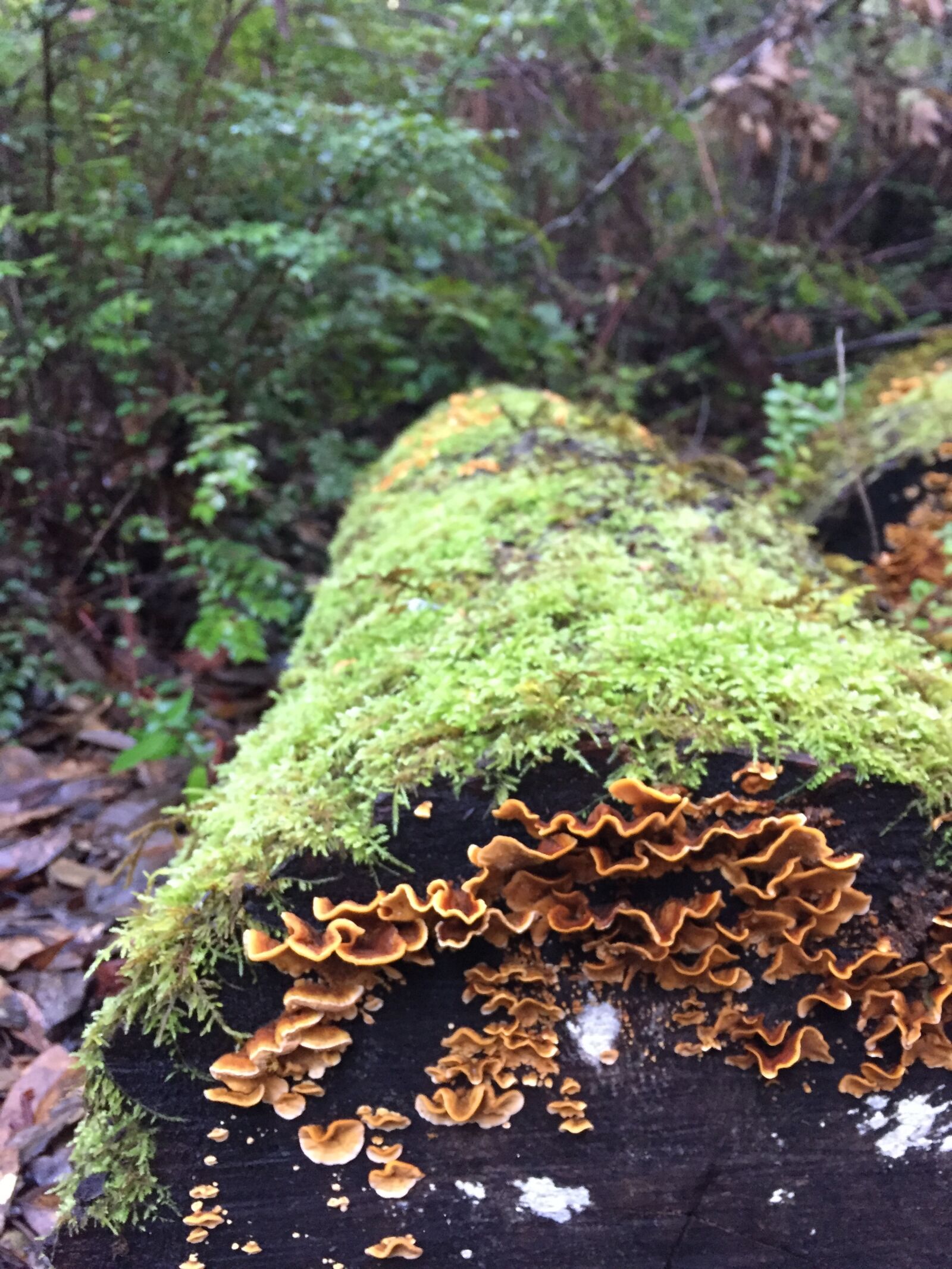 iPhone 6 back camera 4.15mm f/2.2 sample photo. Log, redwoods, moss photography
