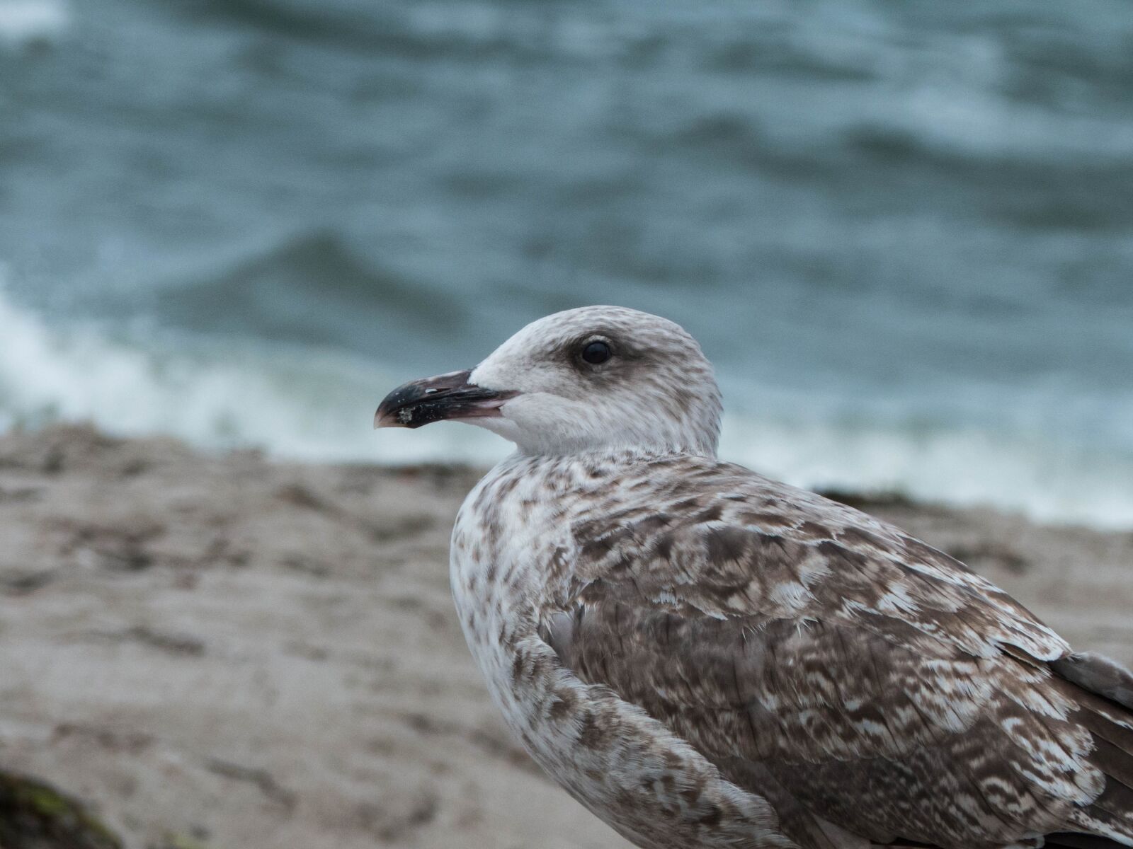 Panasonic Lumix DMC-FZ200 sample photo. Gull, young, young bird photography