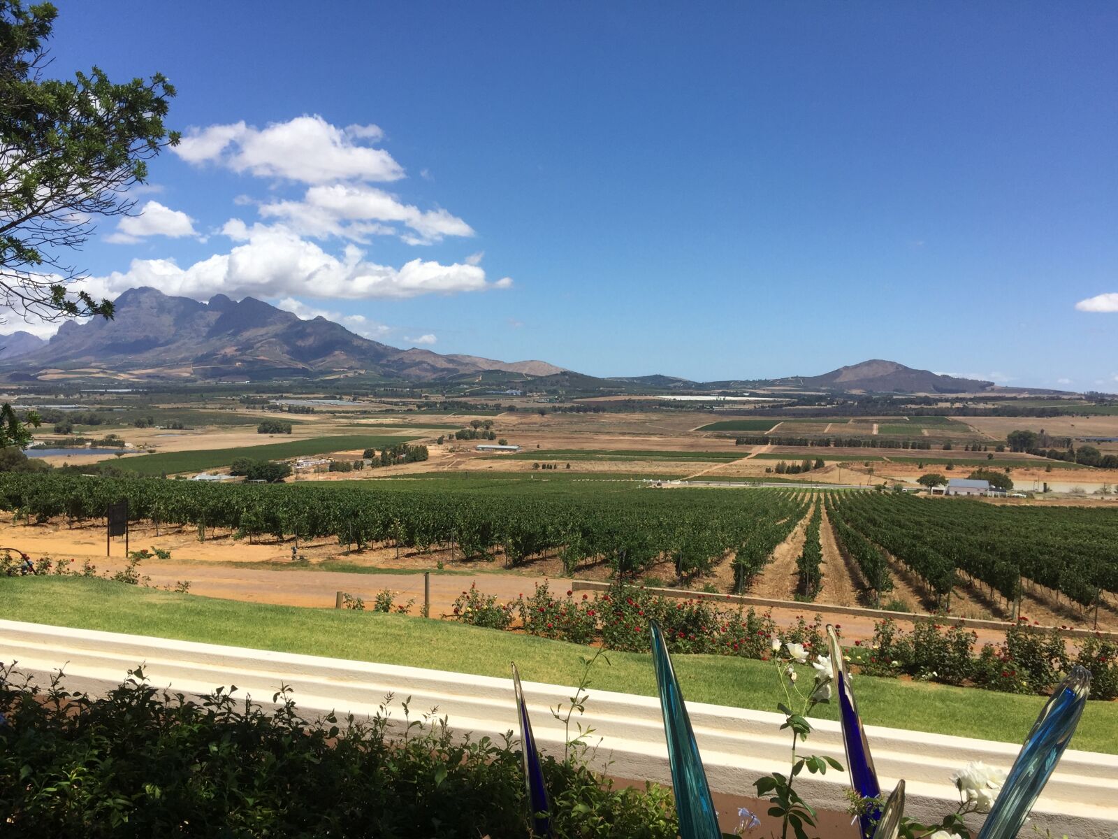 iPhone 6 Plus back camera 4.15mm f/2.2 sample photo. Cape, town, cape, vineyard photography