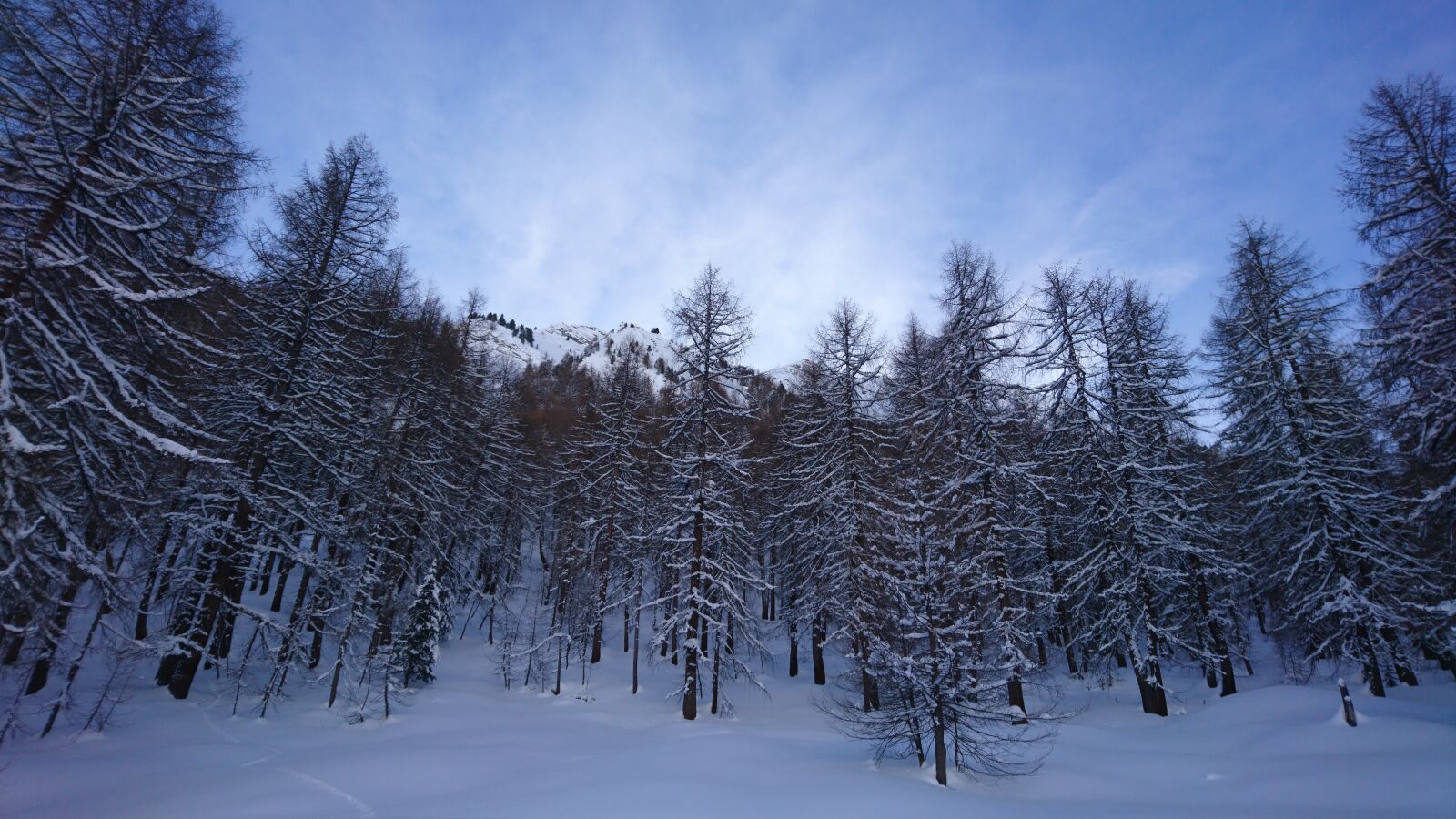 Sony Xperia X Compact sample photo. Forest, winter, nature photography