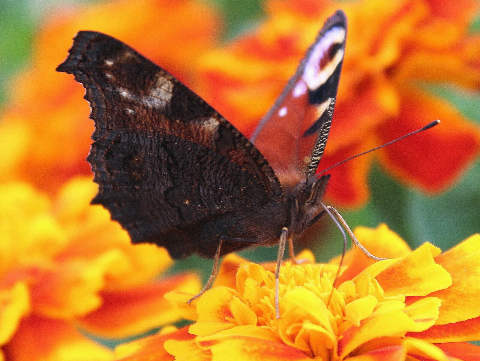 Canon EOS 1200D (EOS Rebel T5 / EOS Kiss X70 / EOS Hi) sample photo. Butterfly, painted peacock, insect photography