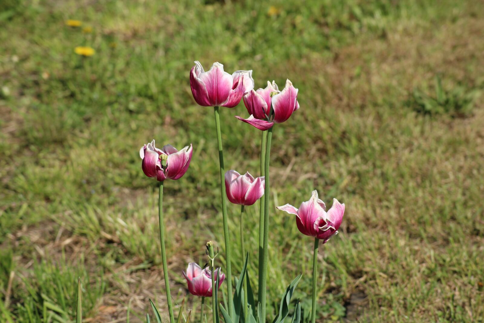 Canon EOS 1200D (EOS Rebel T5 / EOS Kiss X70 / EOS Hi) sample photo. Tulips, spring, season photography