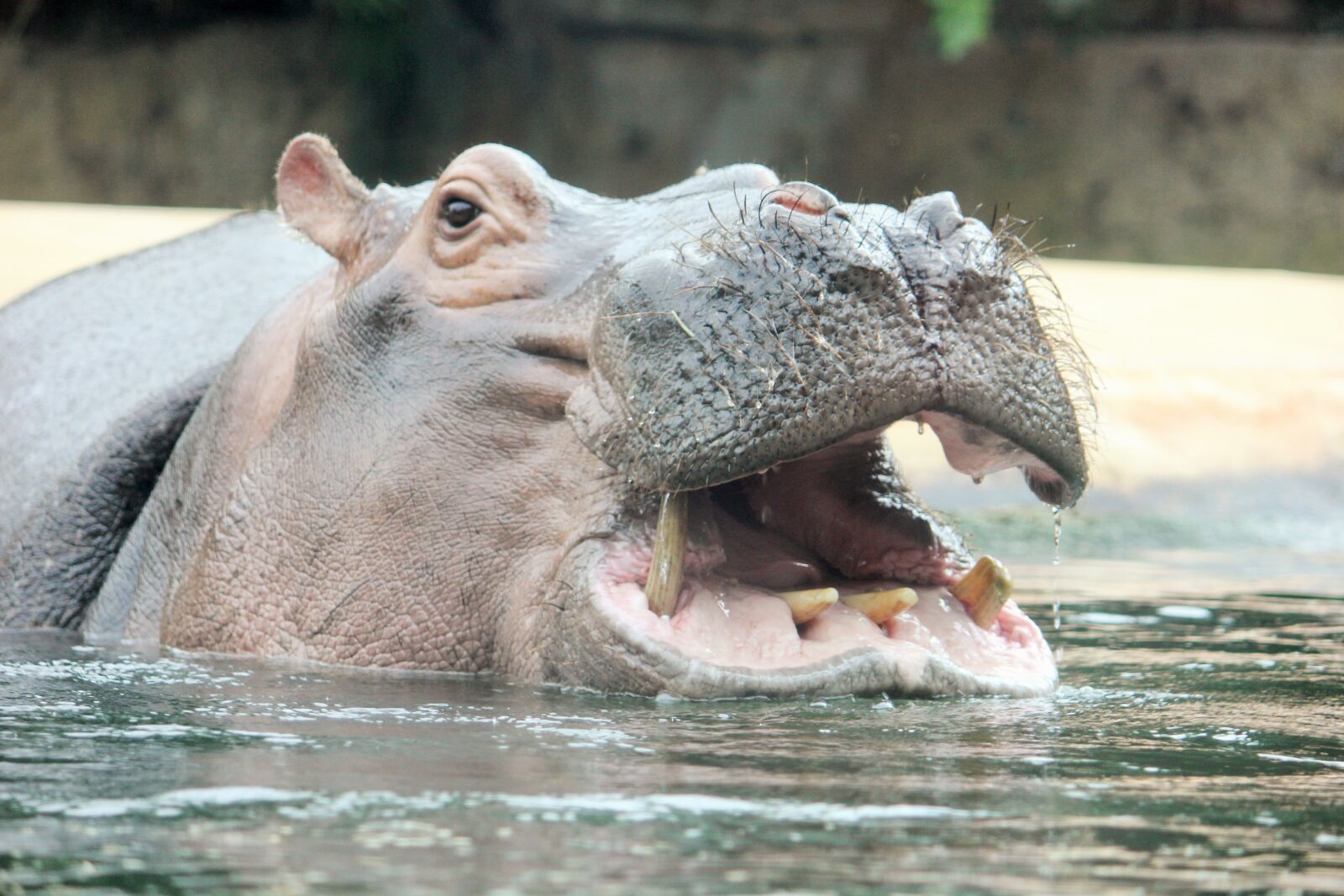 Canon EOS 550D (EOS Rebel T2i / EOS Kiss X4) sample photo. Hippo, zoo, hippopotamus photography