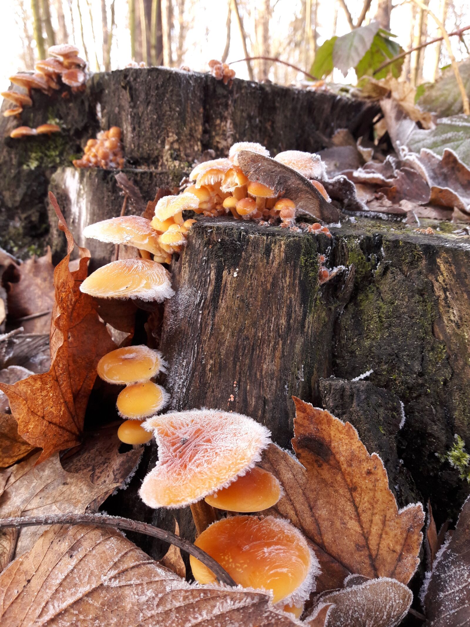 Samsung Galaxy A5(2016) sample photo. Mushroom, nature, autumn photography