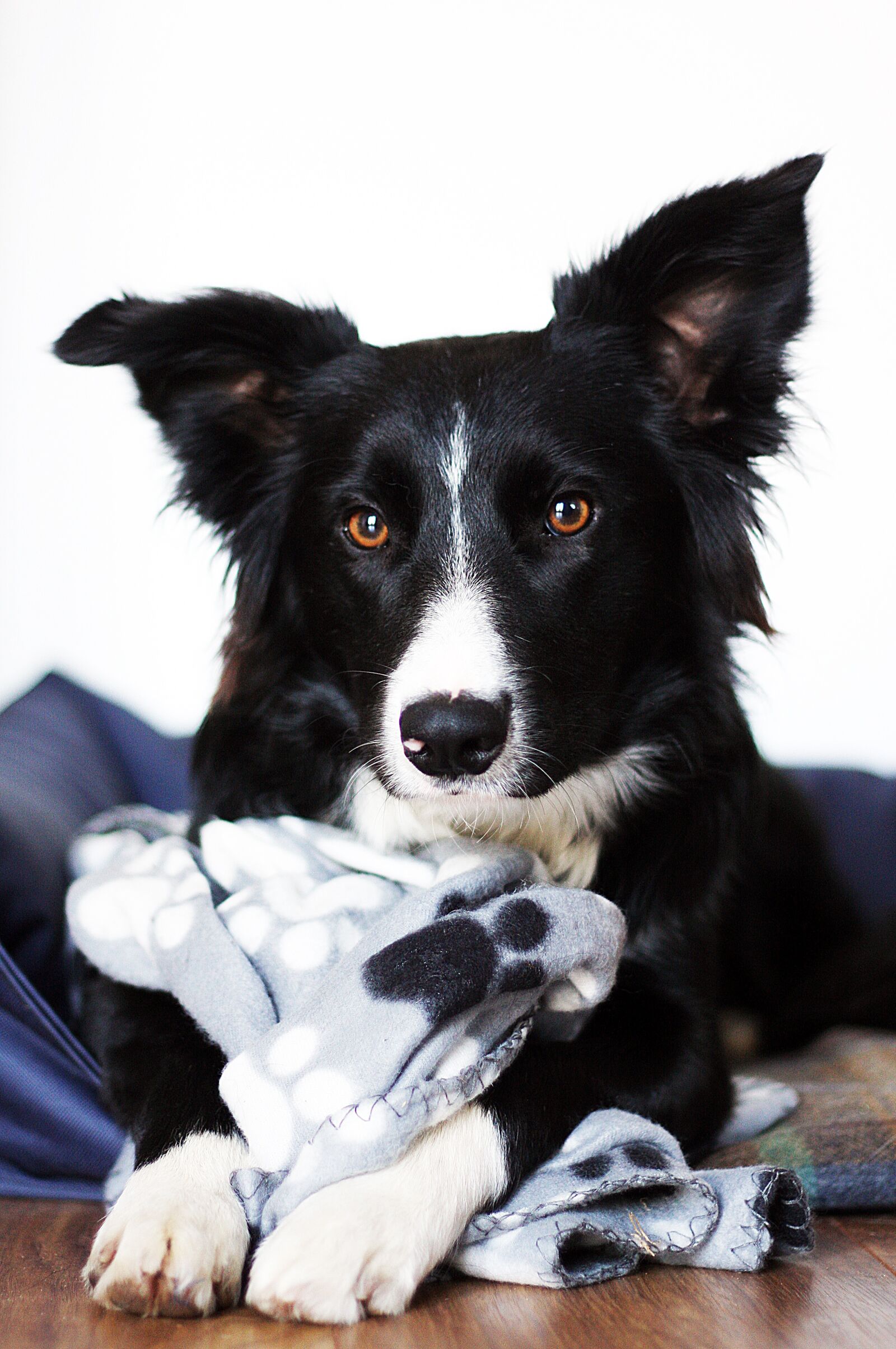 Canon EOS 40D sample photo. Border collie, collie, dog photography
