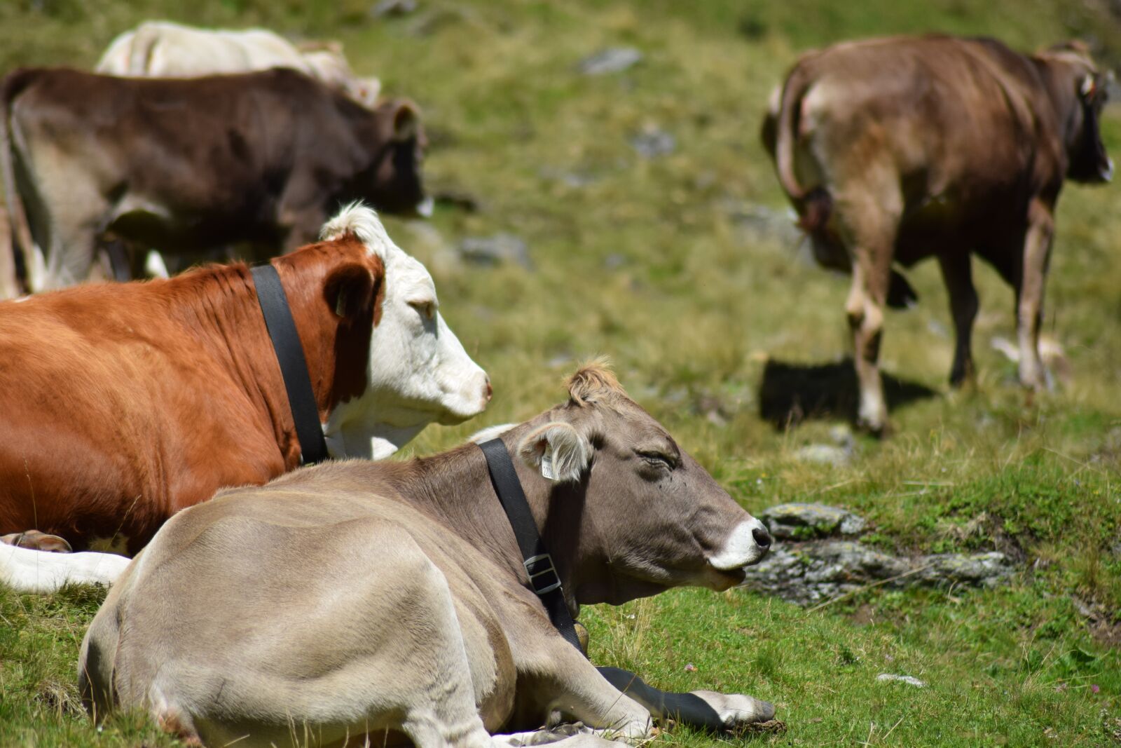 Nikon D3300 sample photo. Cows, alpine, pasture photography