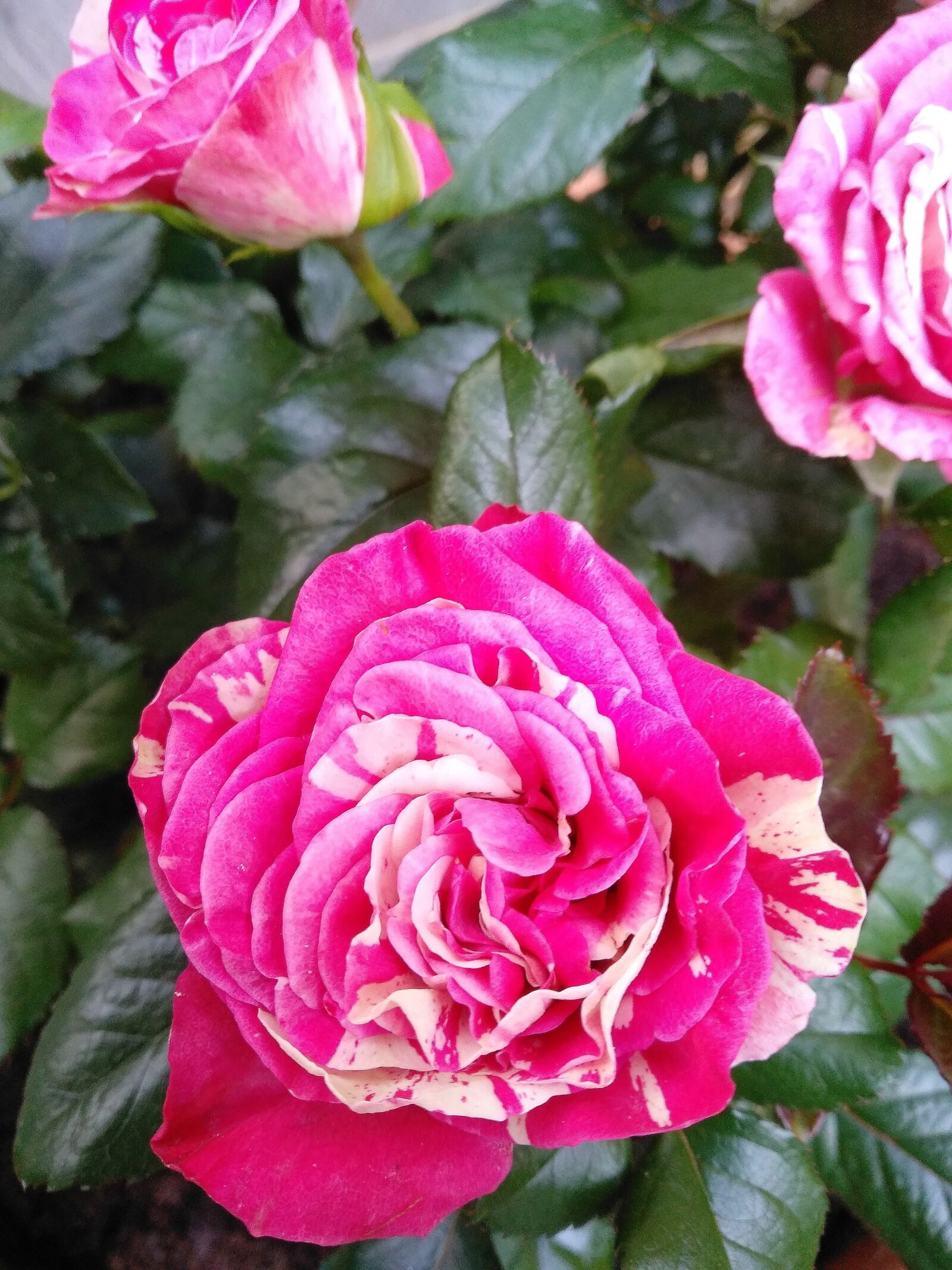 Xiaomi Redmi 5 Plus sample photo. Rose, flower, petal photography