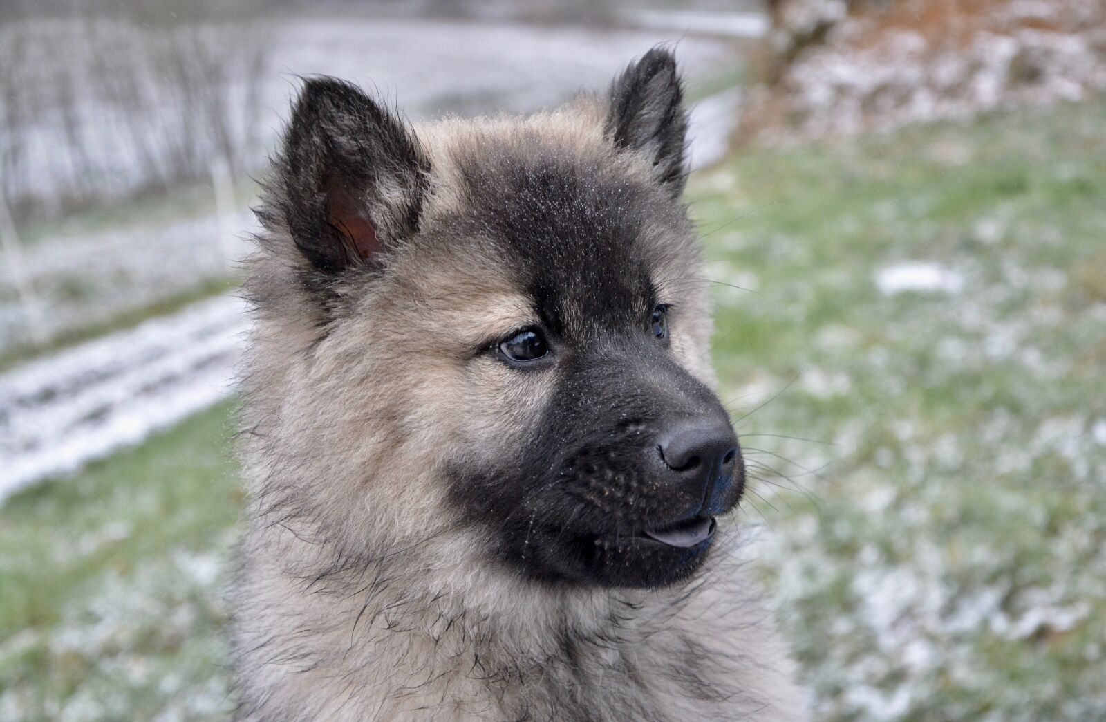 Nikon D5200 sample photo. Puppy, pup, dog christmas photography