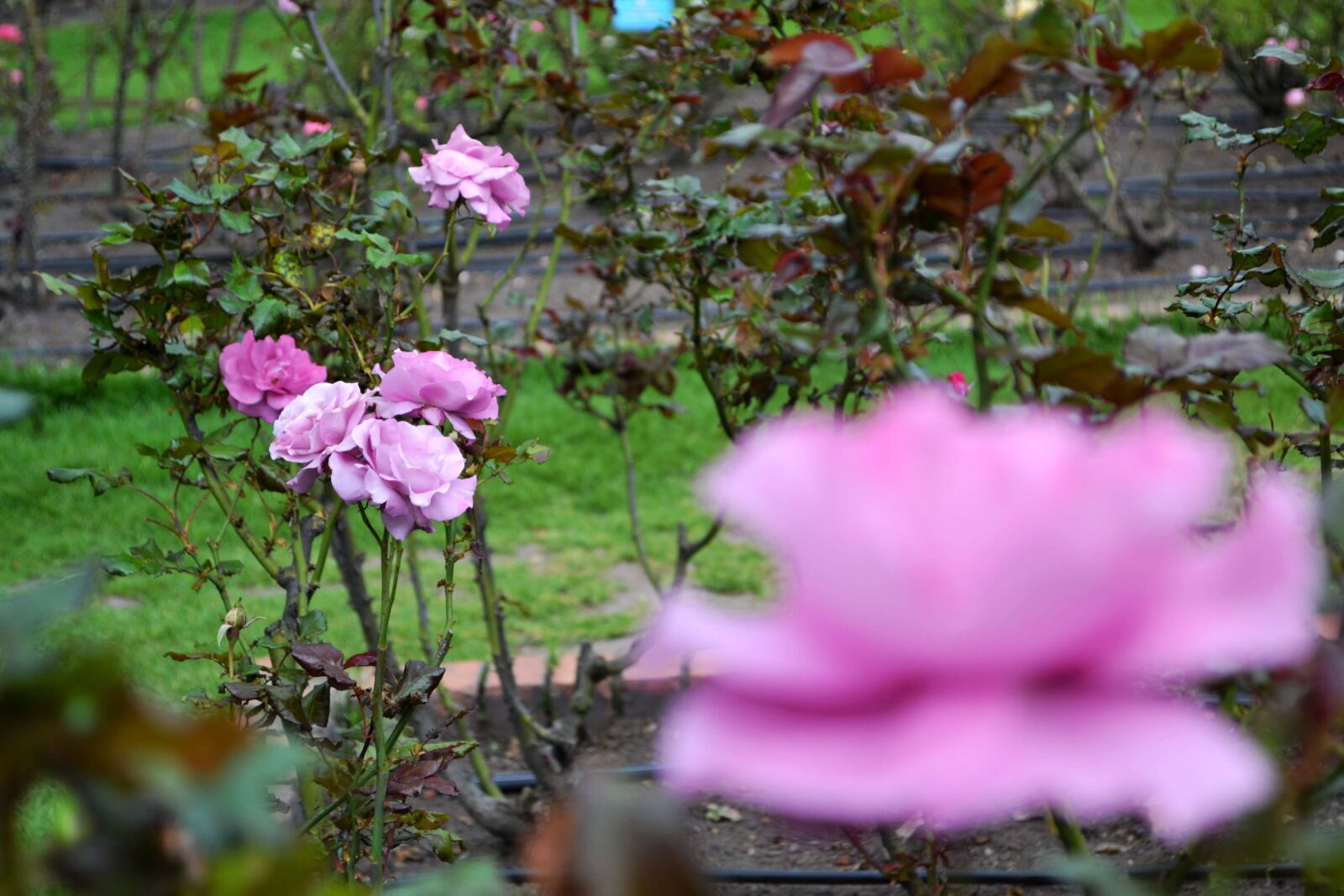 Nikon D3100 sample photo. Flower, rose, nature photography