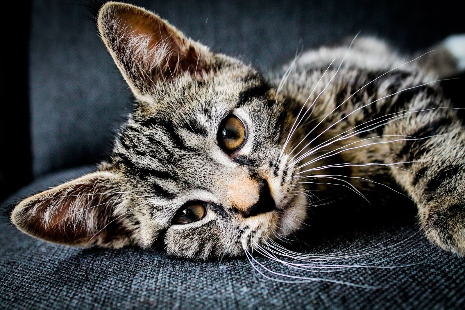 Canon EOS 1100D (EOS Rebel T3 / EOS Kiss X50) sample photo. Adorable, animal, cat photography
