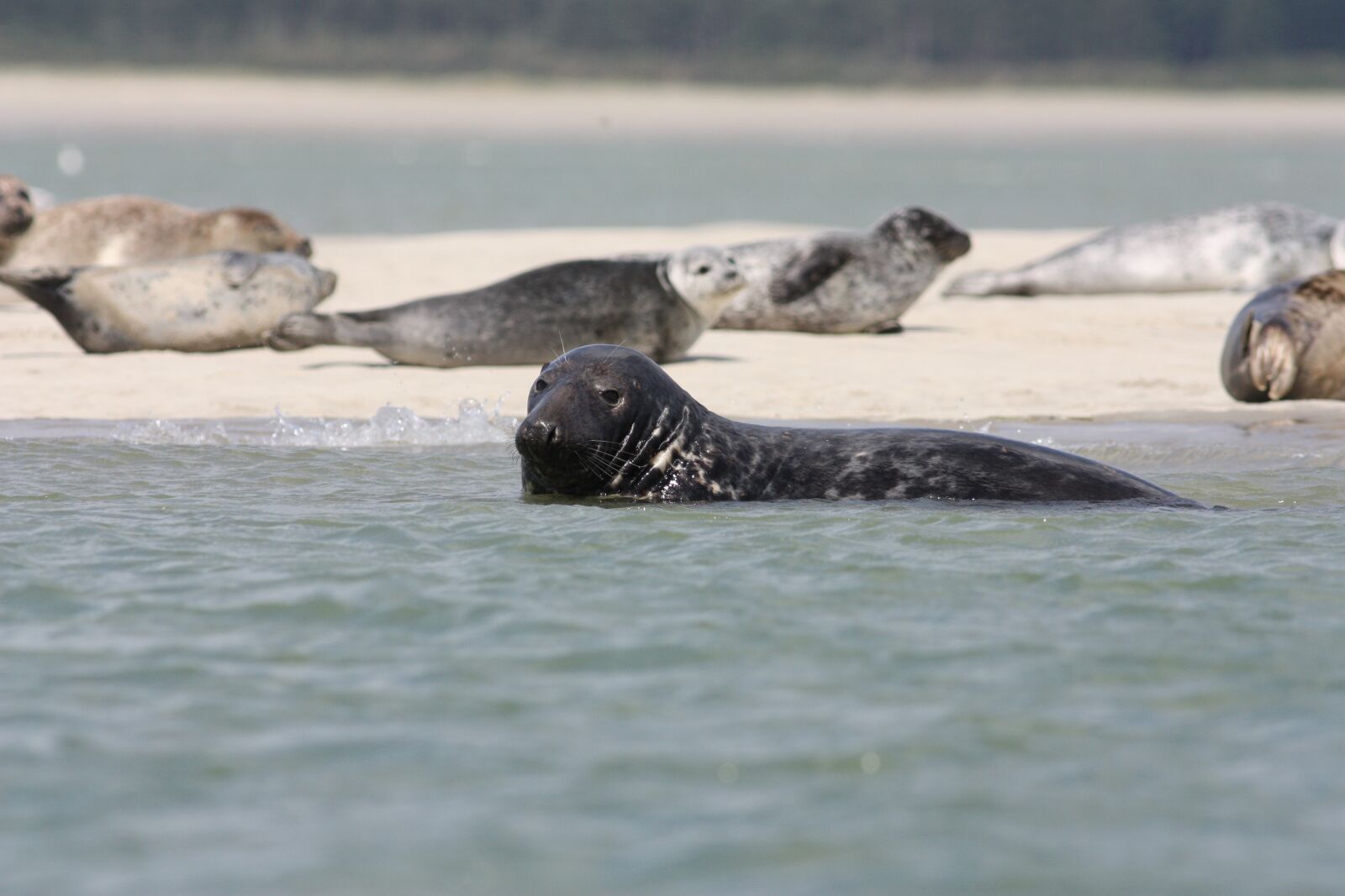 Canon EOS 450D (EOS Rebel XSi / EOS Kiss X2) sample photo. Grey seal, seals veaux photography