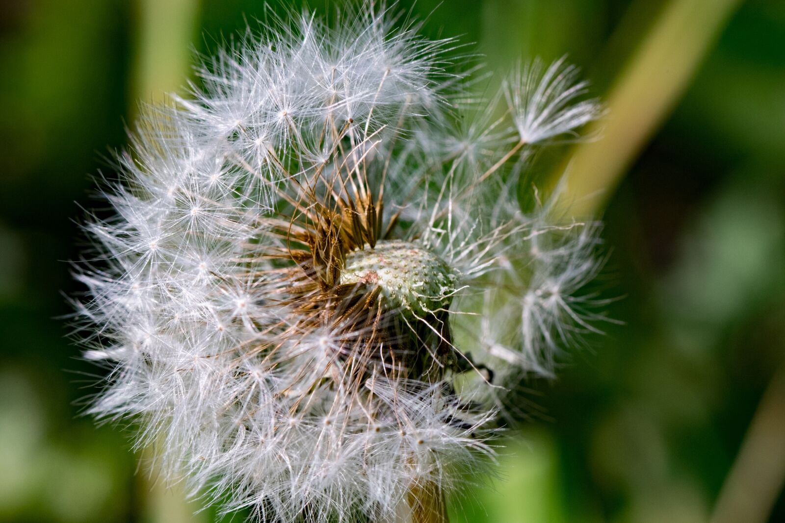 Fujifilm X-T10 sample photo. Nuns, doctor's office, dandelion photography