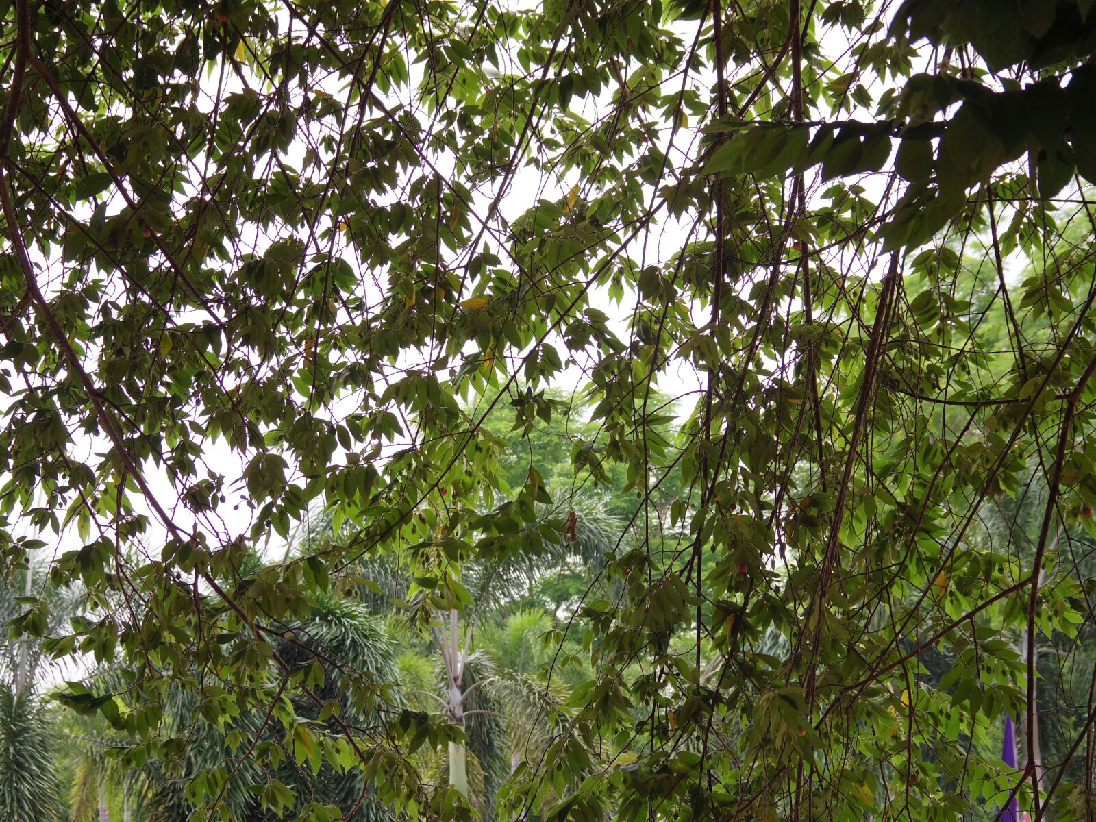 Pentax Q7 + Pentax 06 Telephoto 15-45mm sample photo. Leaves, wood, landscape photography