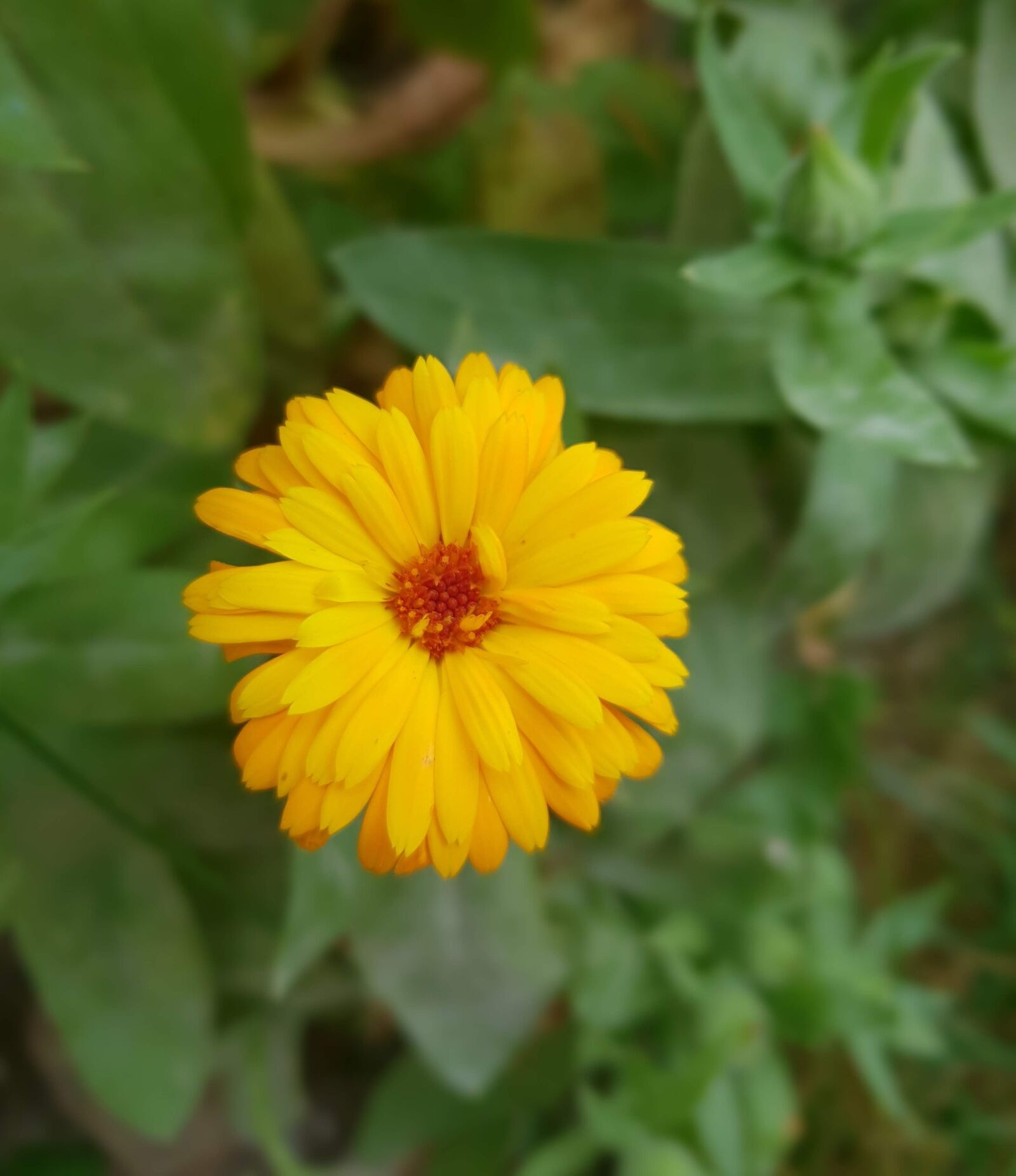 Samsung Galaxy S9 sample photo. Nature, flower, marigold photography