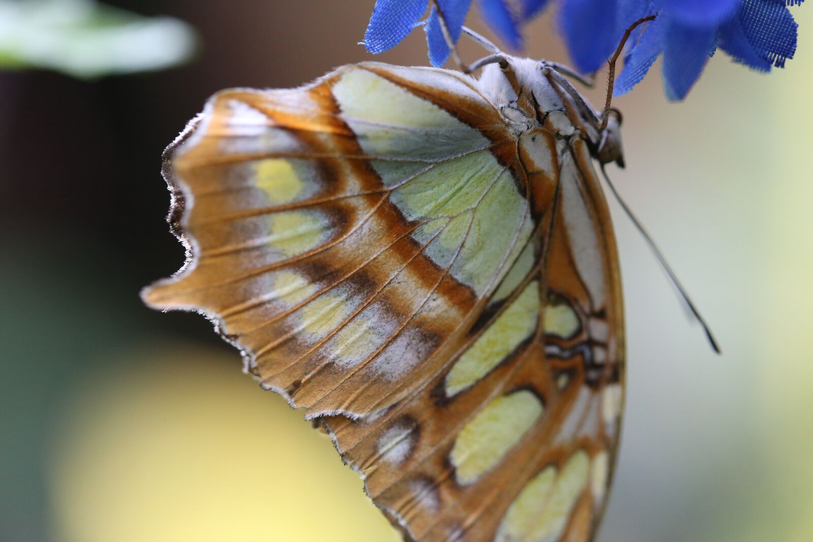 Canon EOS 6D + Canon EF 100mm F2.8 Macro USM sample photo. Butterfly, insect, insects photography