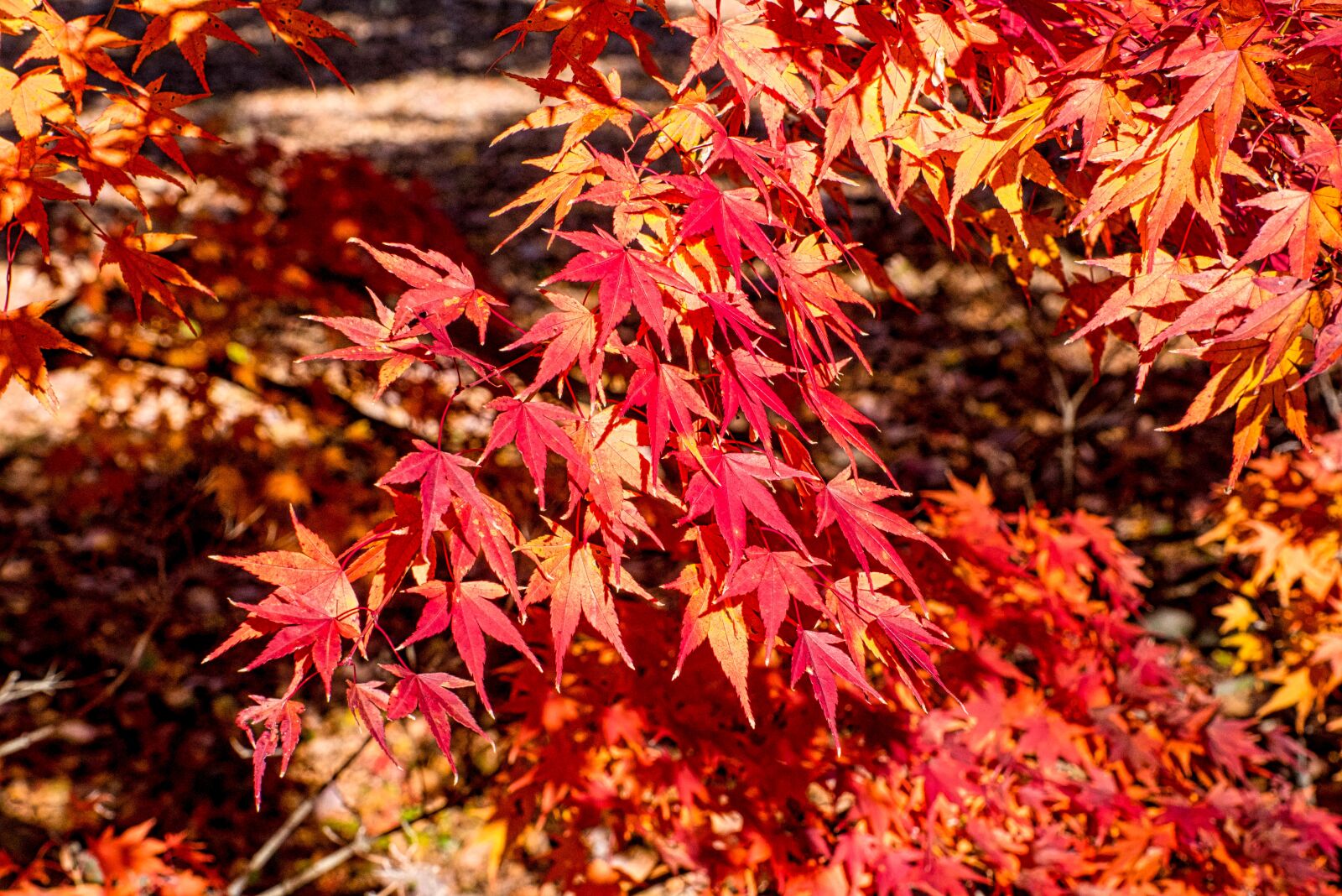 Nikon D750 sample photo. Autumn, leaves, season photography